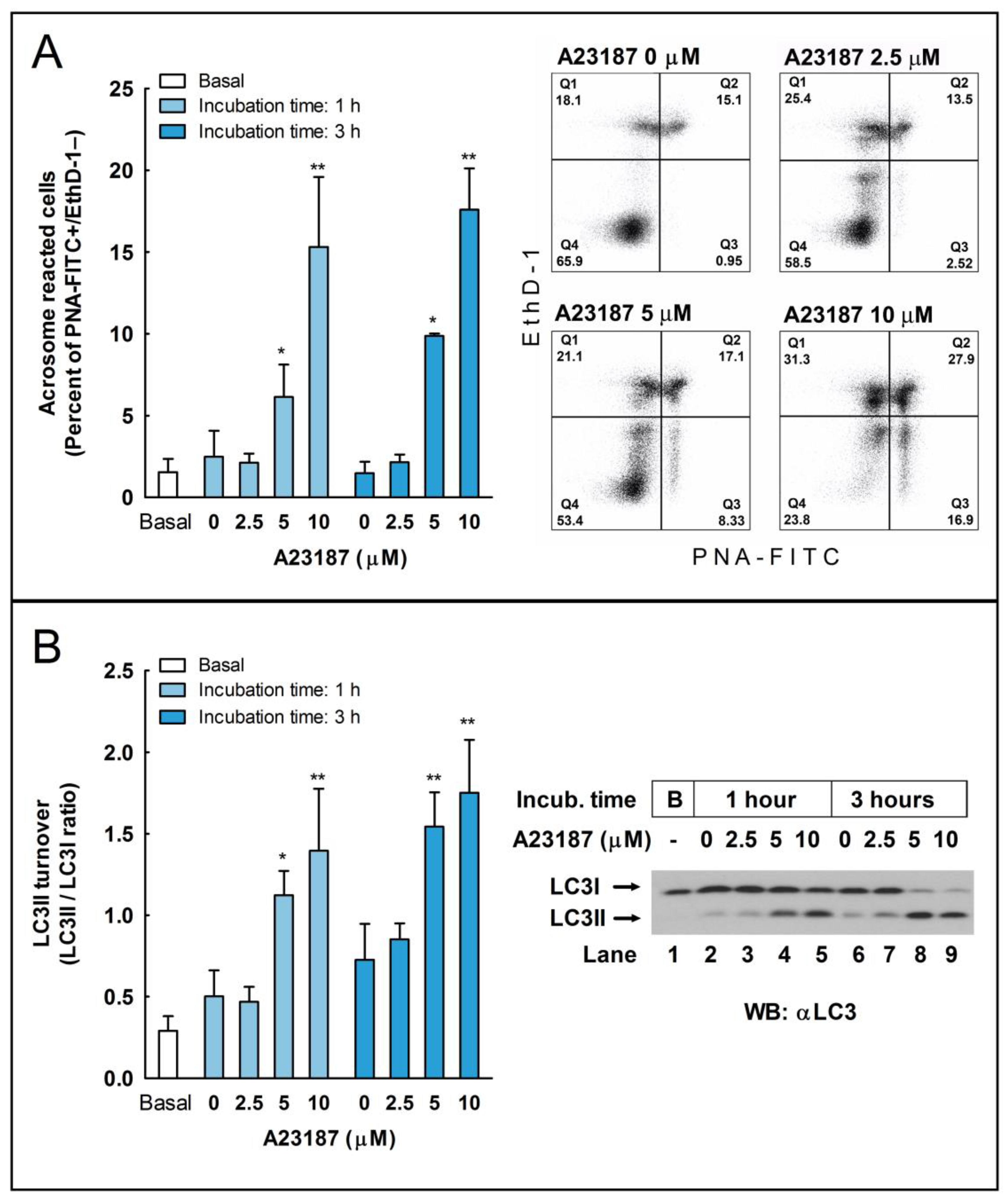 Ijms 24 00937 g002 Ijms 24 00937 g002