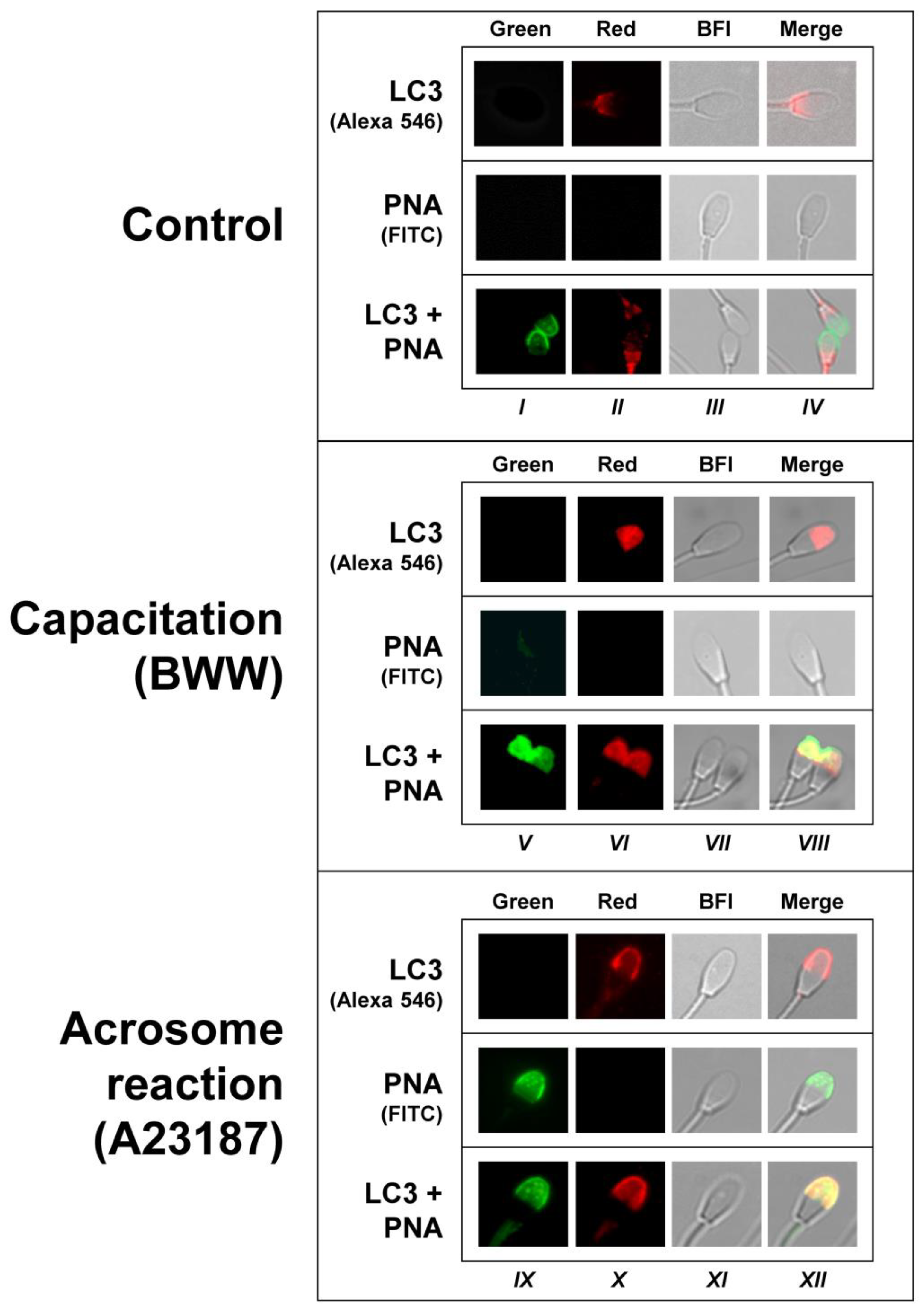 Ijms 24 00937 g004 Ijms 24 00937 g004