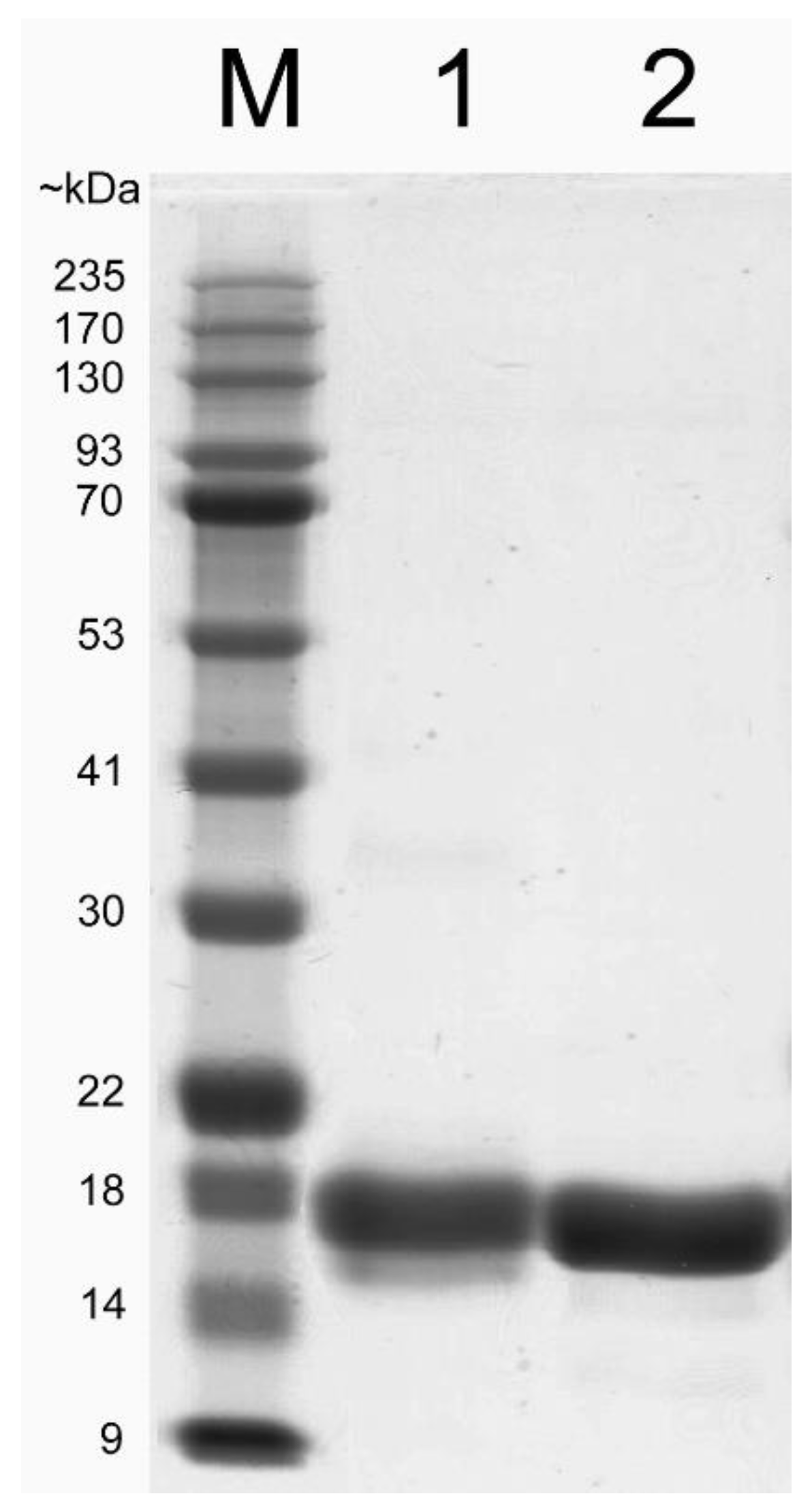 Ijms 24 00968 g003 Ijms 24 00968 g003