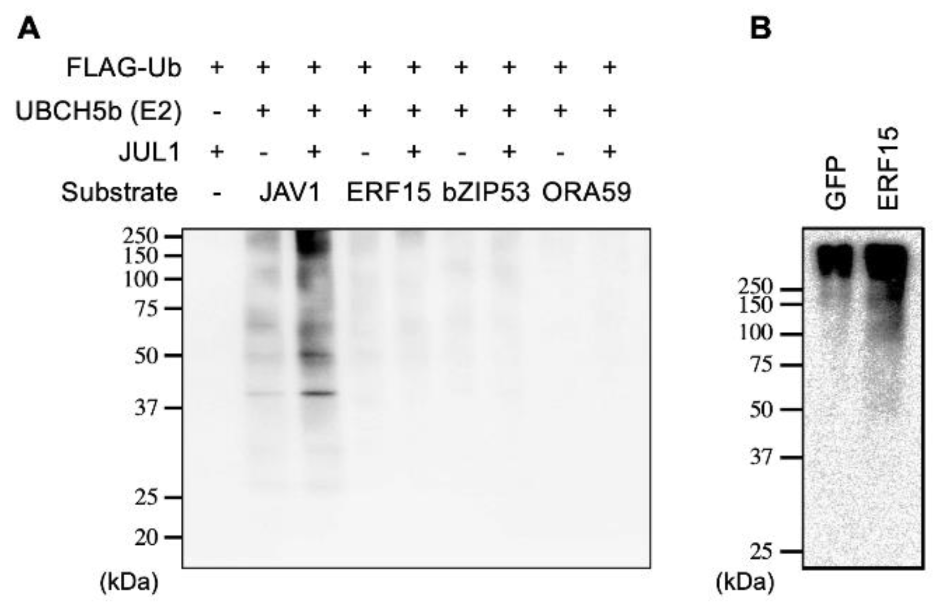 Ijms 24 00987 g004 Ijms 24 00987 g004