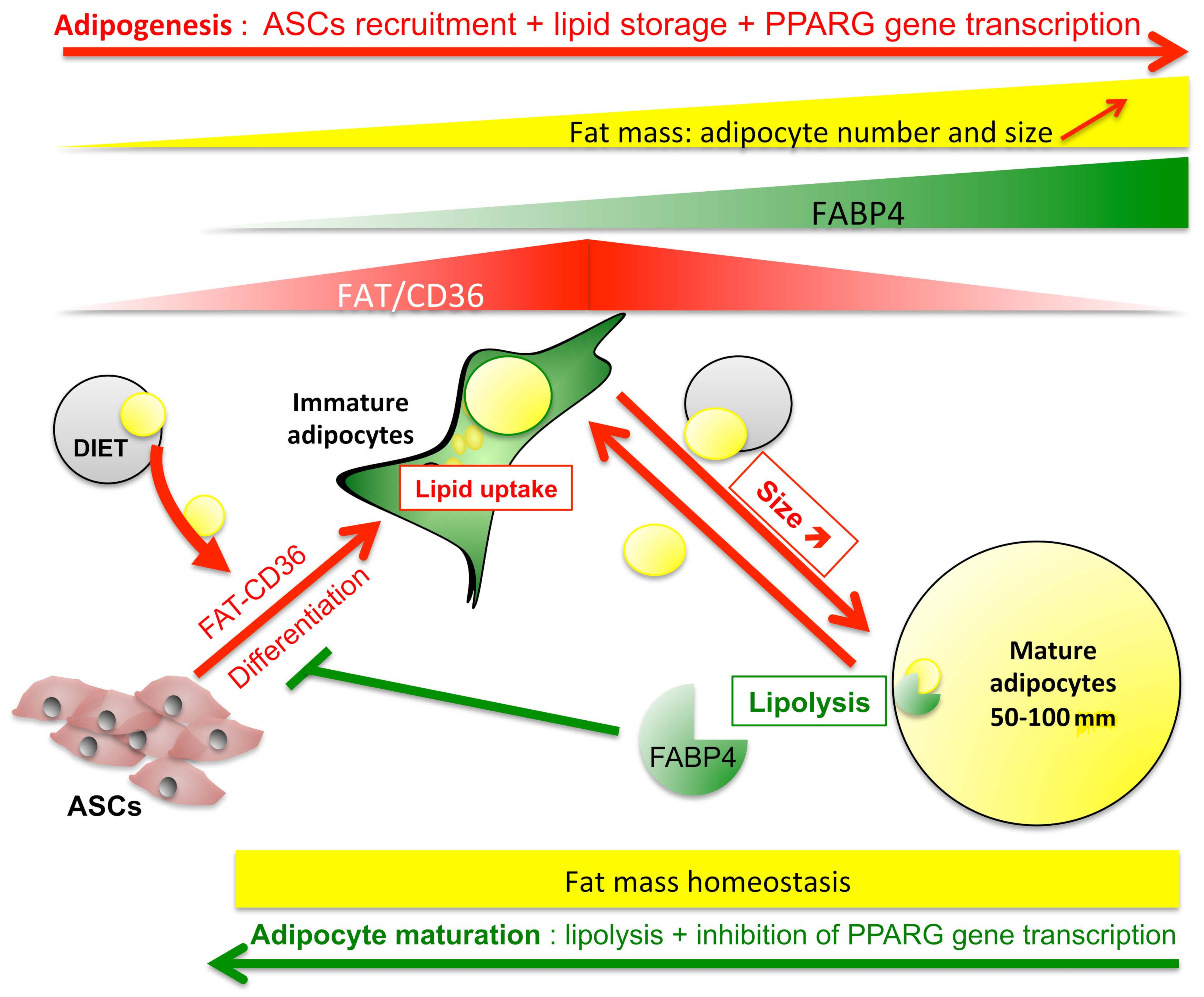 Ijms 24 01032 g009 Ijms 24 01032 g009