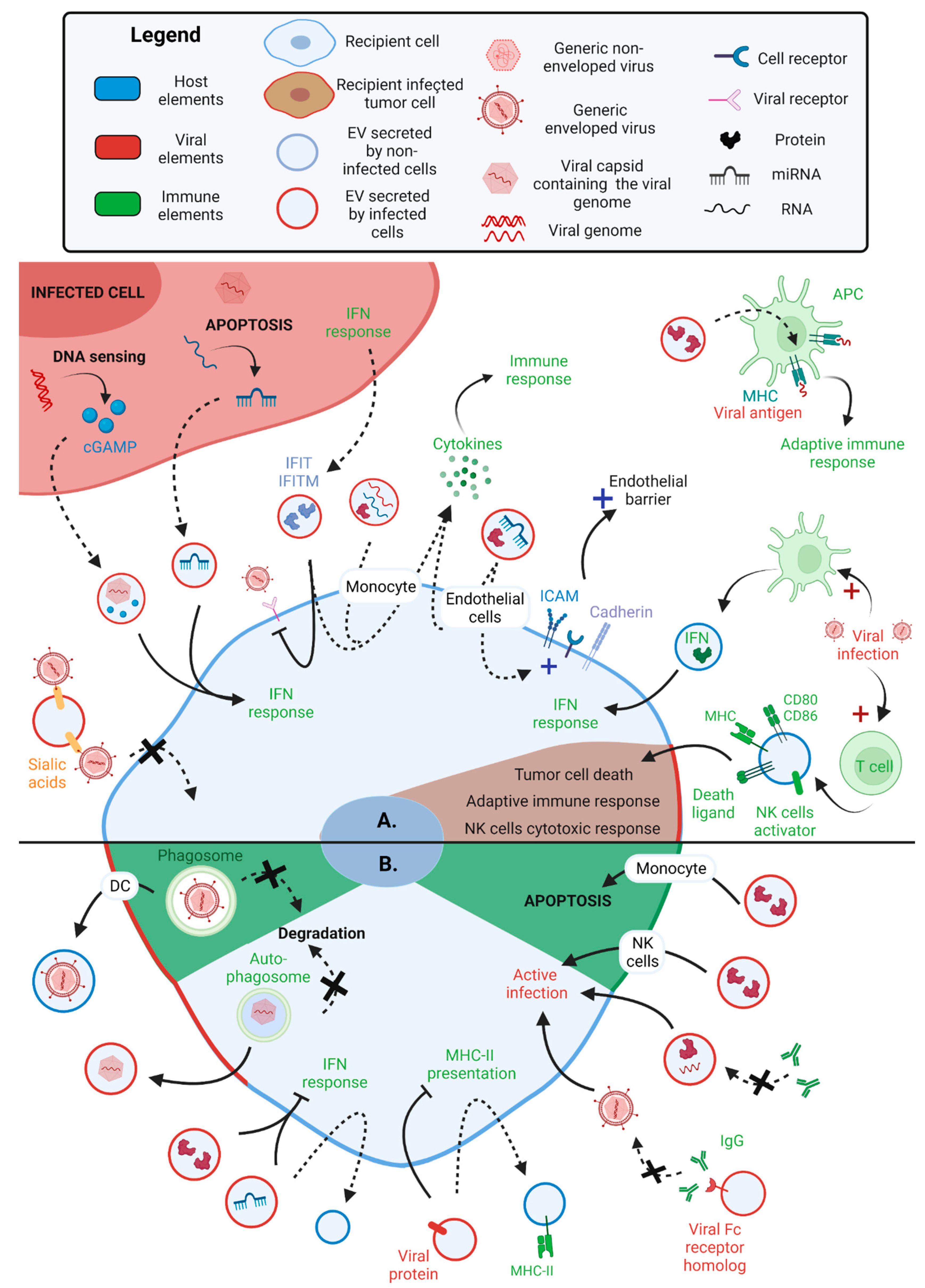 Extracellular Vesicles and Viruses: Two Intertwined Entities | MDPI