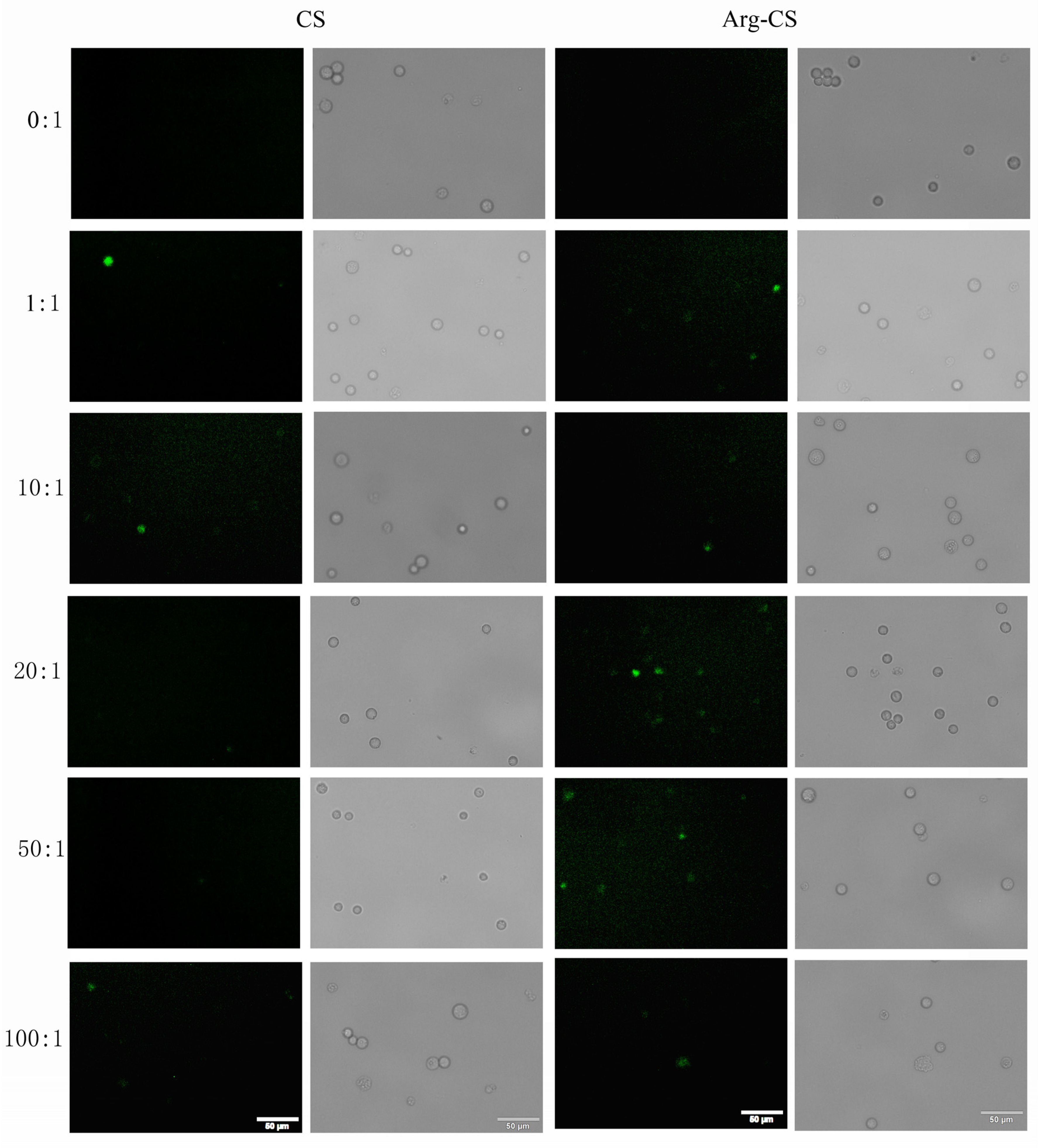 Ijms 24 01040 g005 Ijms 24 01040 g005