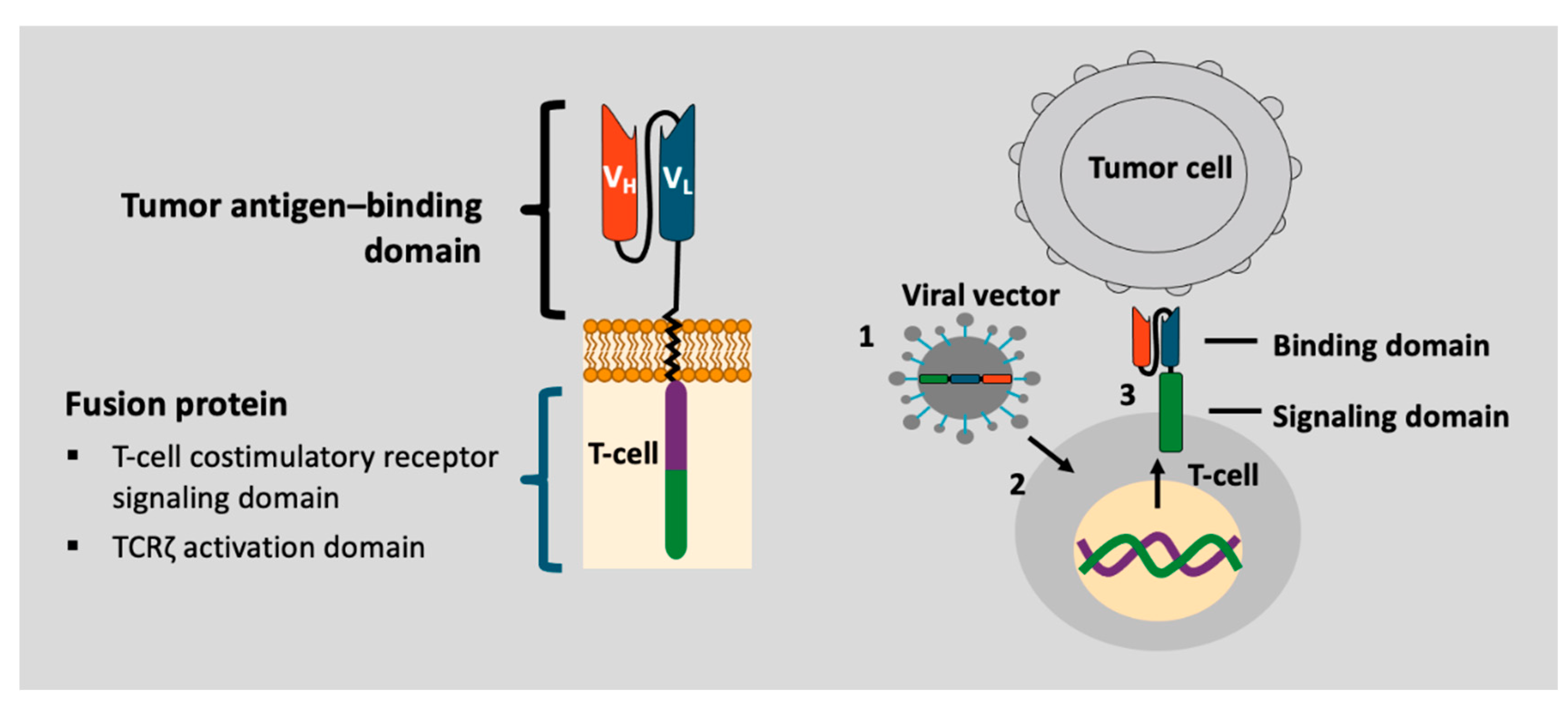 Ijms 24 01045 g001 Ijms 24 01045 g001