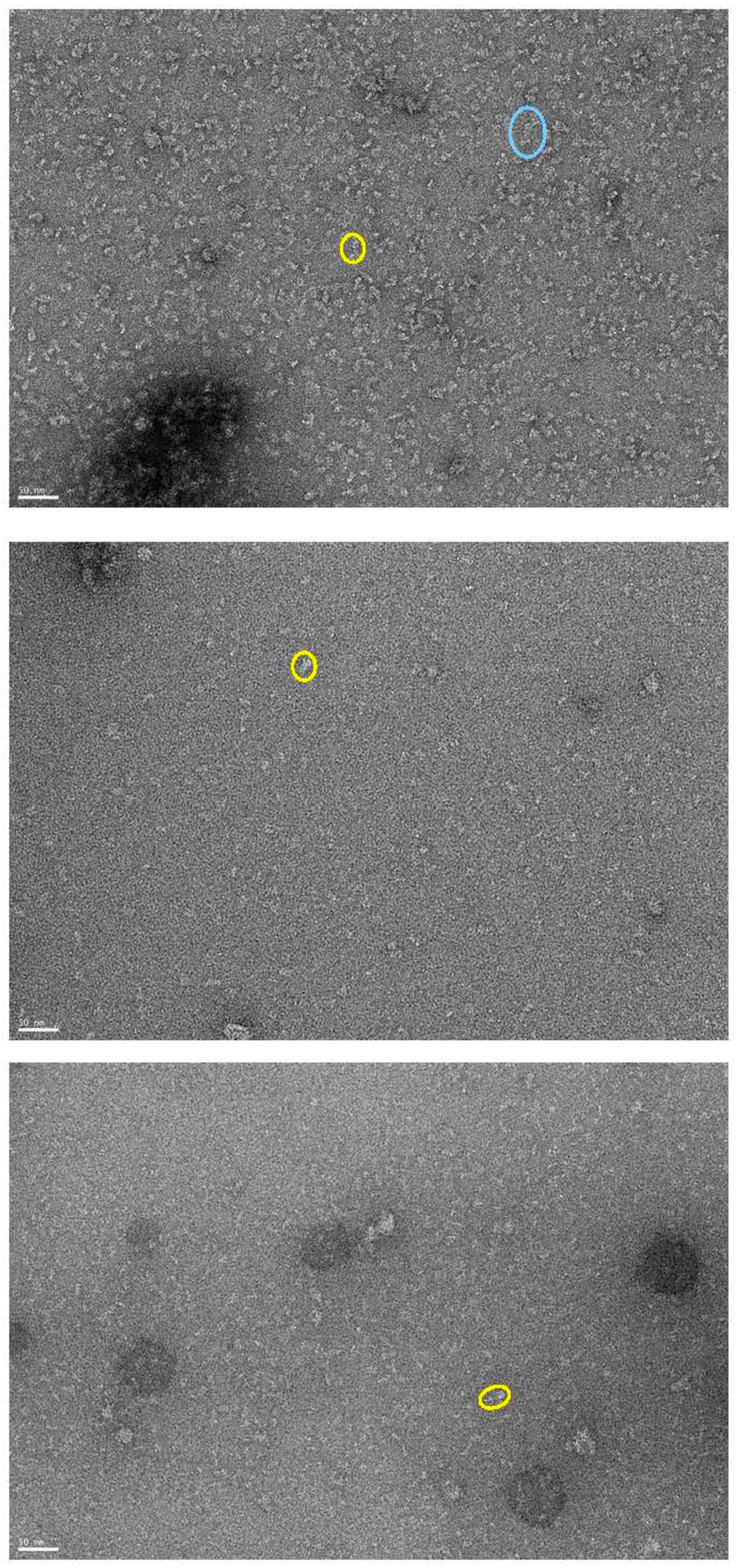 Ijms 24 01108 g003 Ijms 24 01108 g003