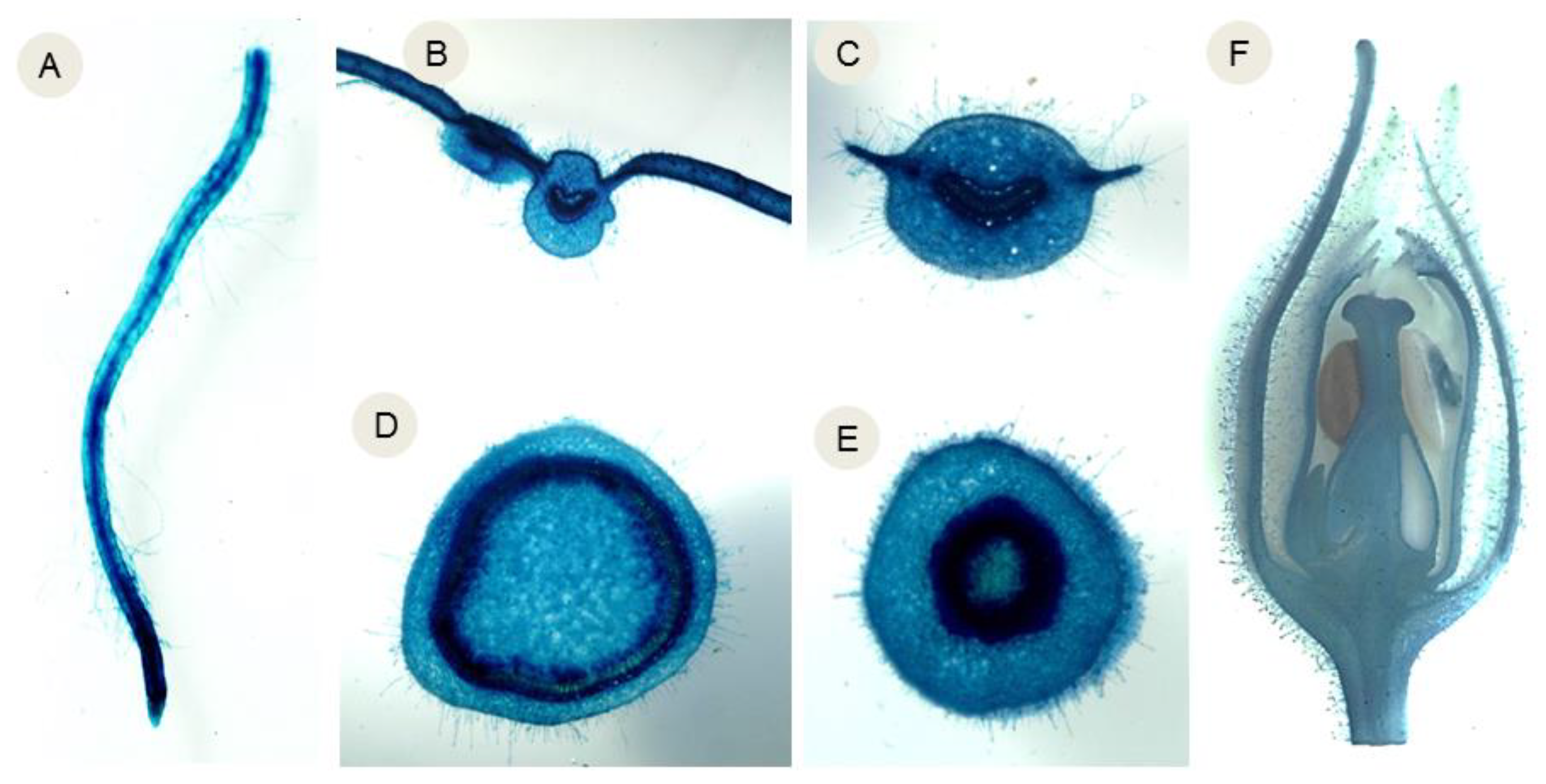 Ijms 24 01160 g001 Ijms 24 01160 g001