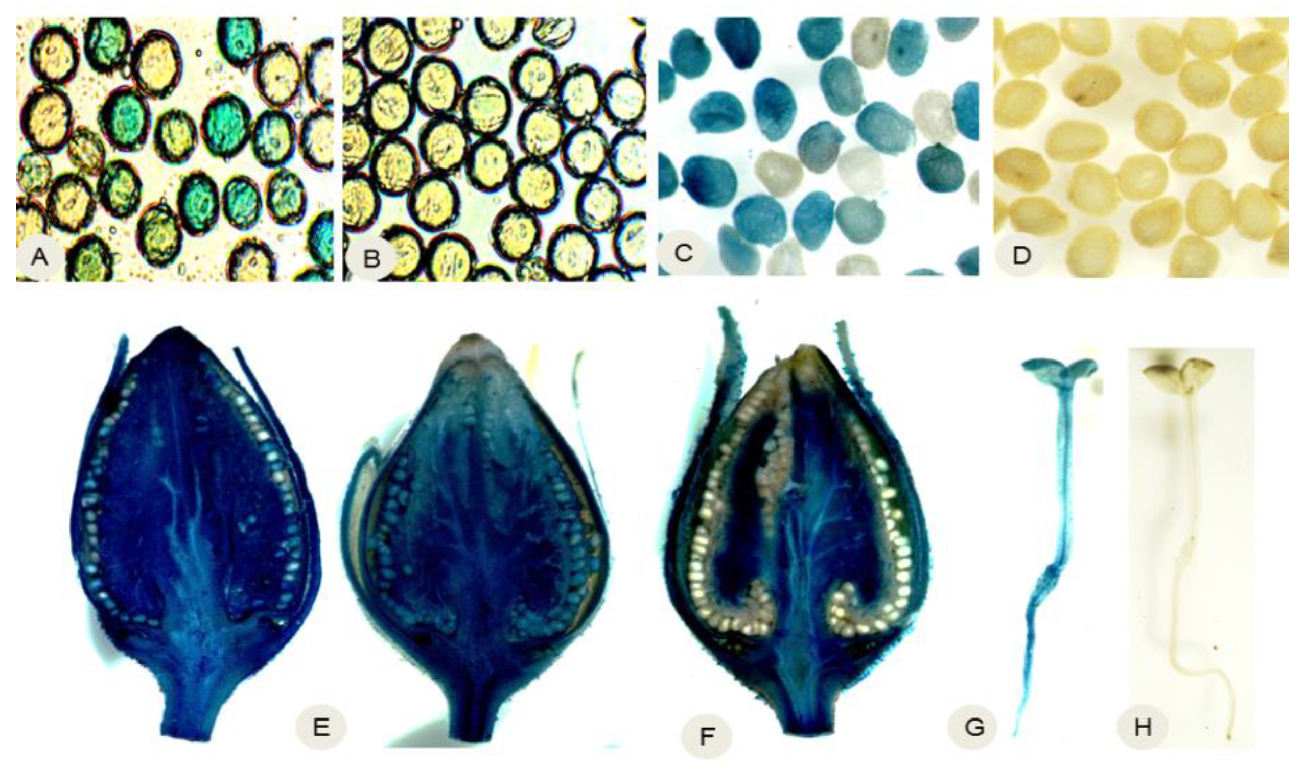 Ijms 24 01160 g002 Ijms 24 01160 g002