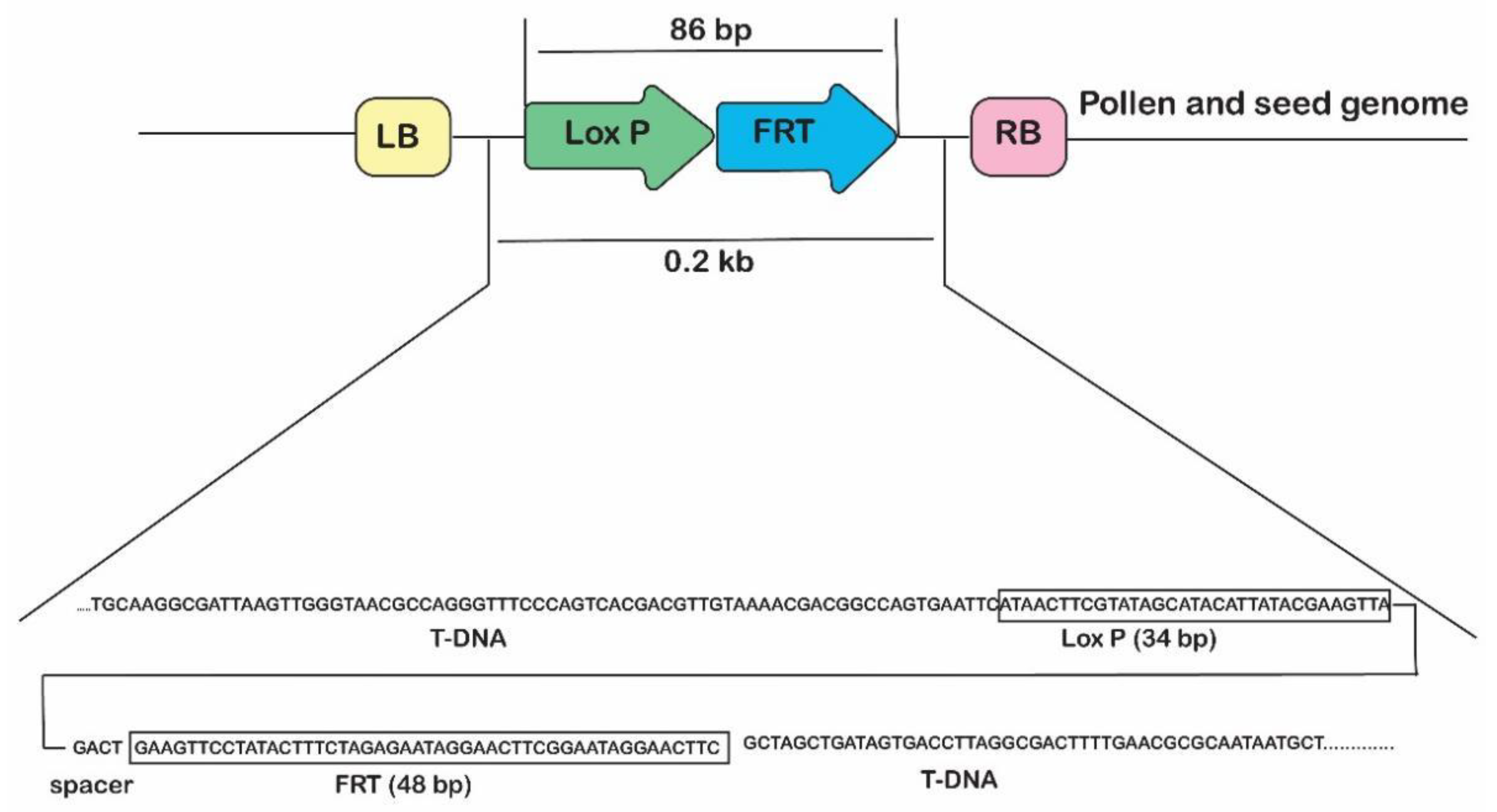 Ijms 24 01160 g003 Ijms 24 01160 g003