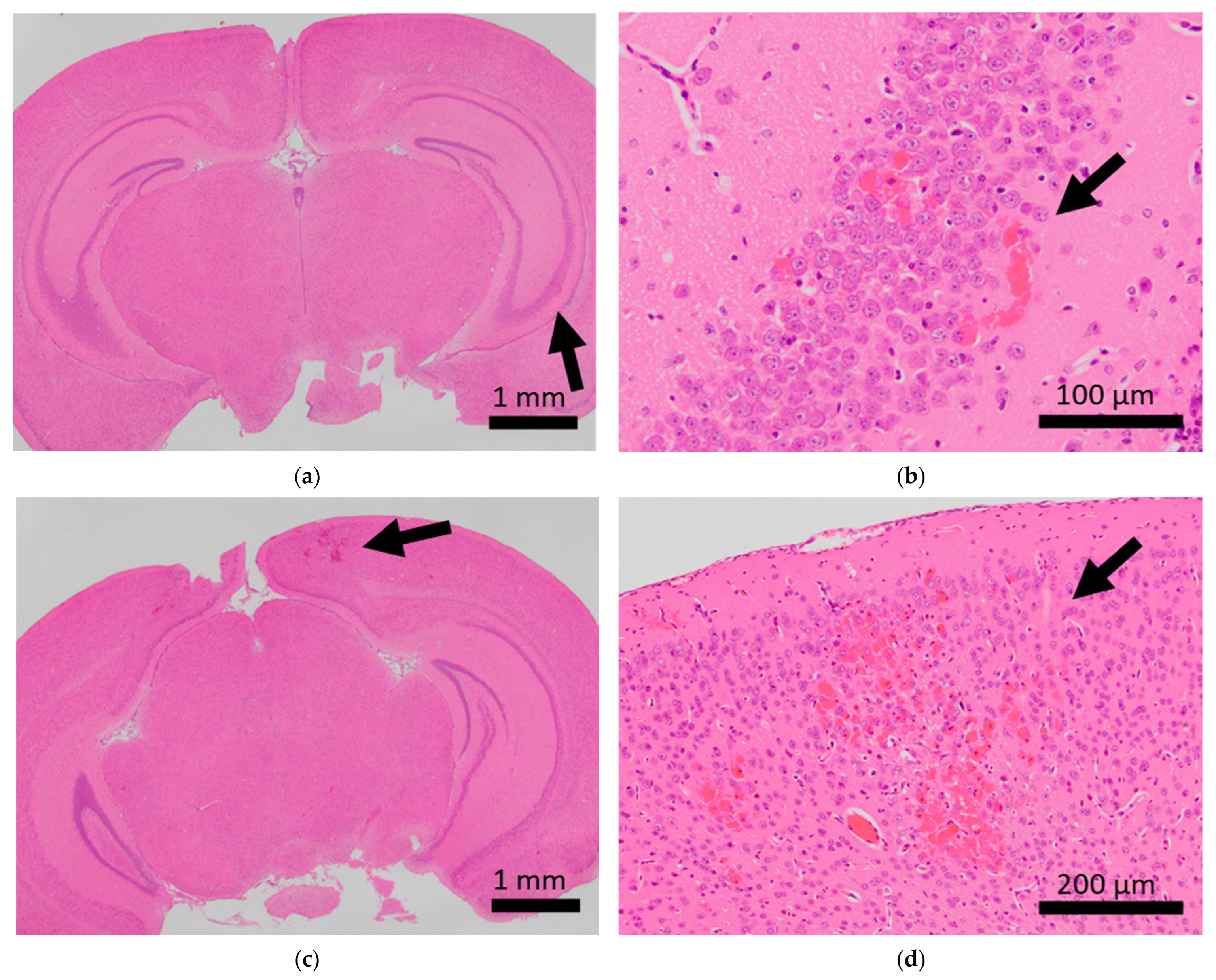 Ijms 24 01237 g001 Ijms 24 01237 g001