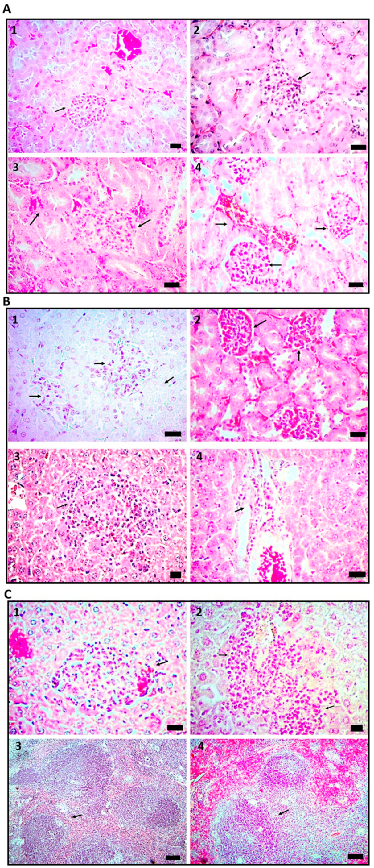 Ijms 24 01242 g003 Ijms 24 01242 g003