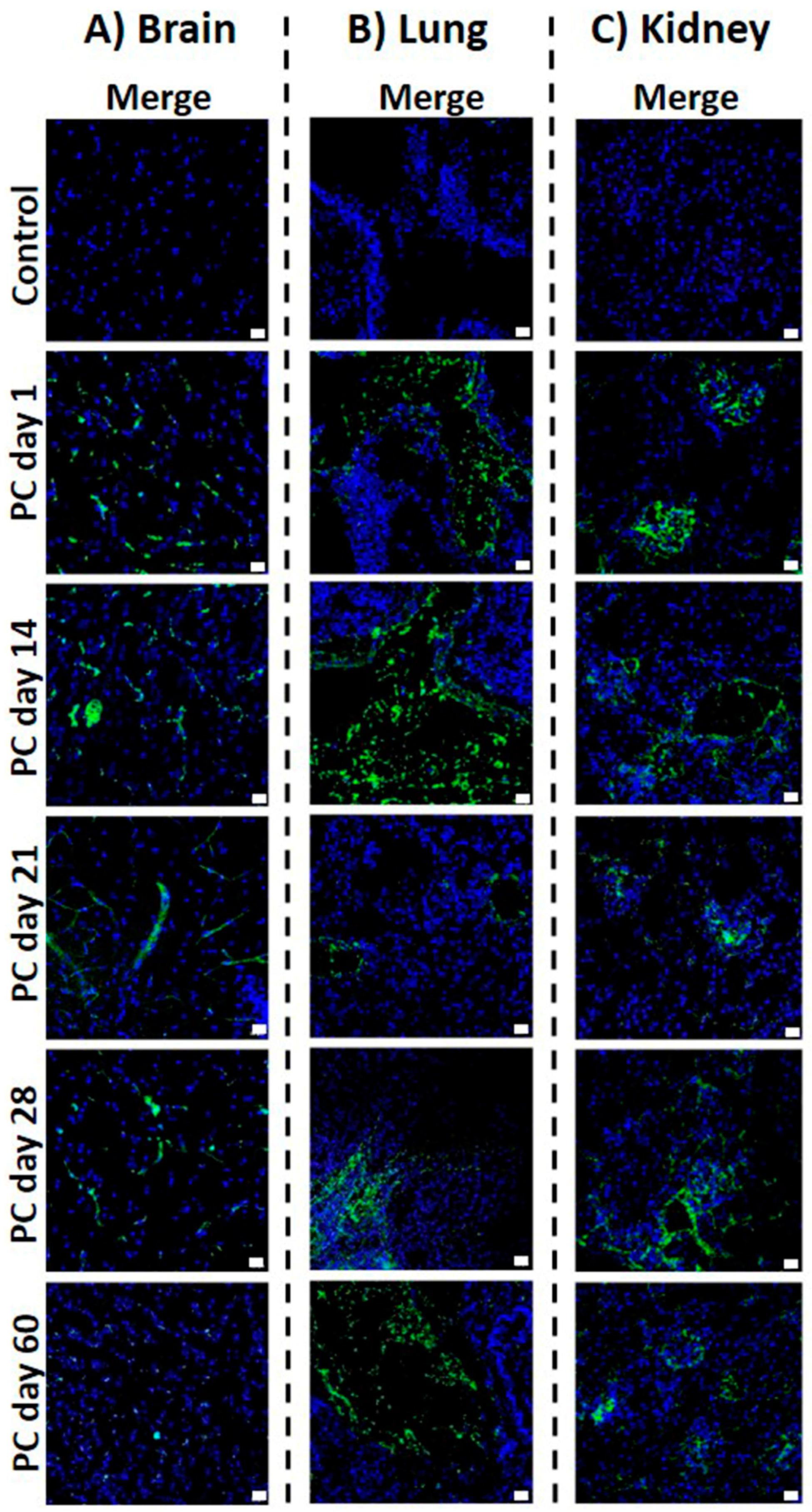 Ijms 24 01242 g005 Ijms 24 01242 g005