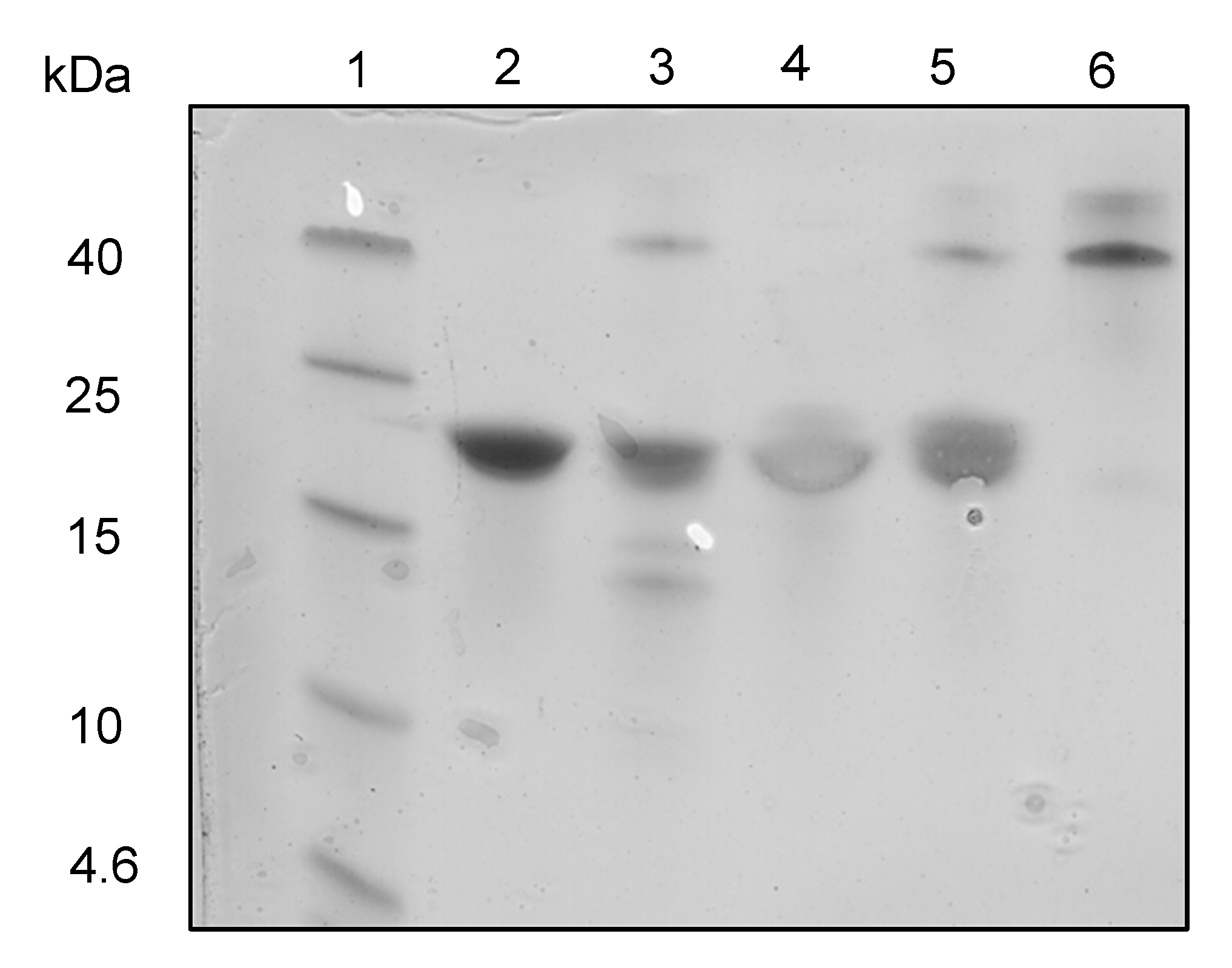 Ijms 24 01281 g005