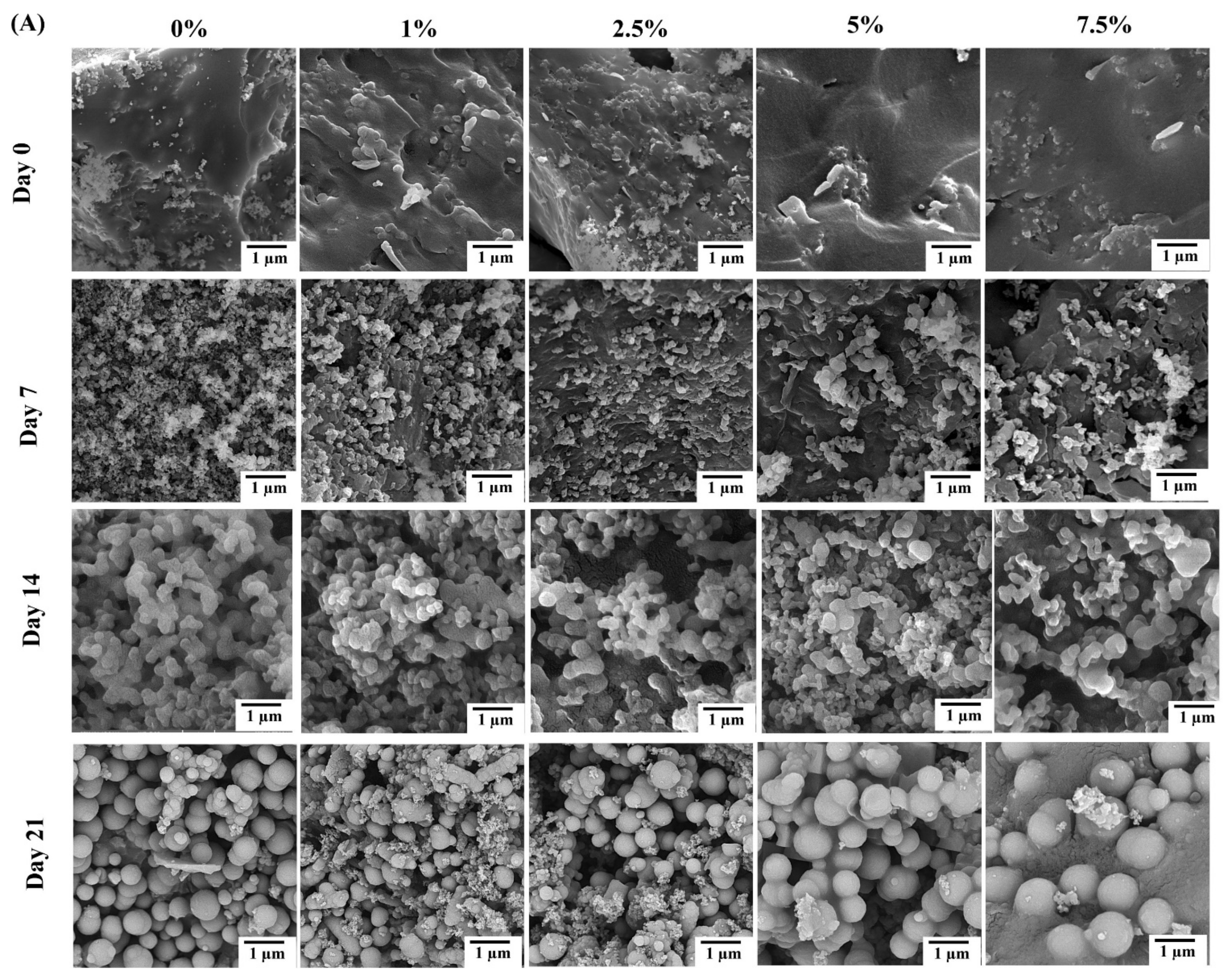 Ijms 24 01304 g004a