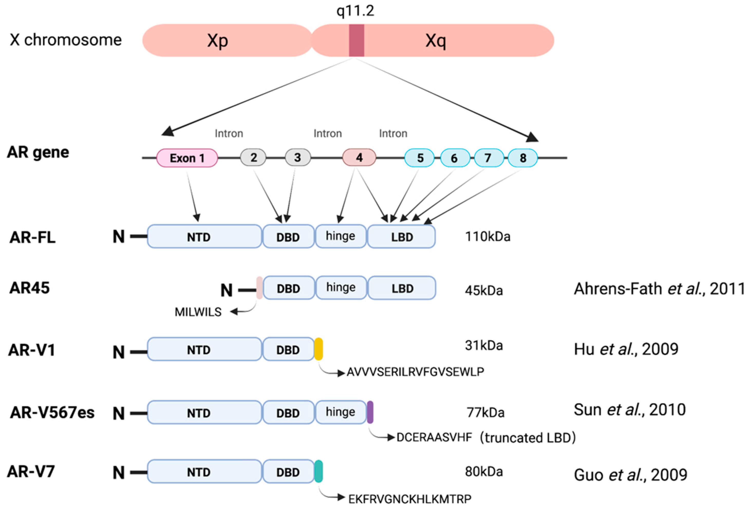 Ijms 24 01305 g001 Ijms 24 01305 g001