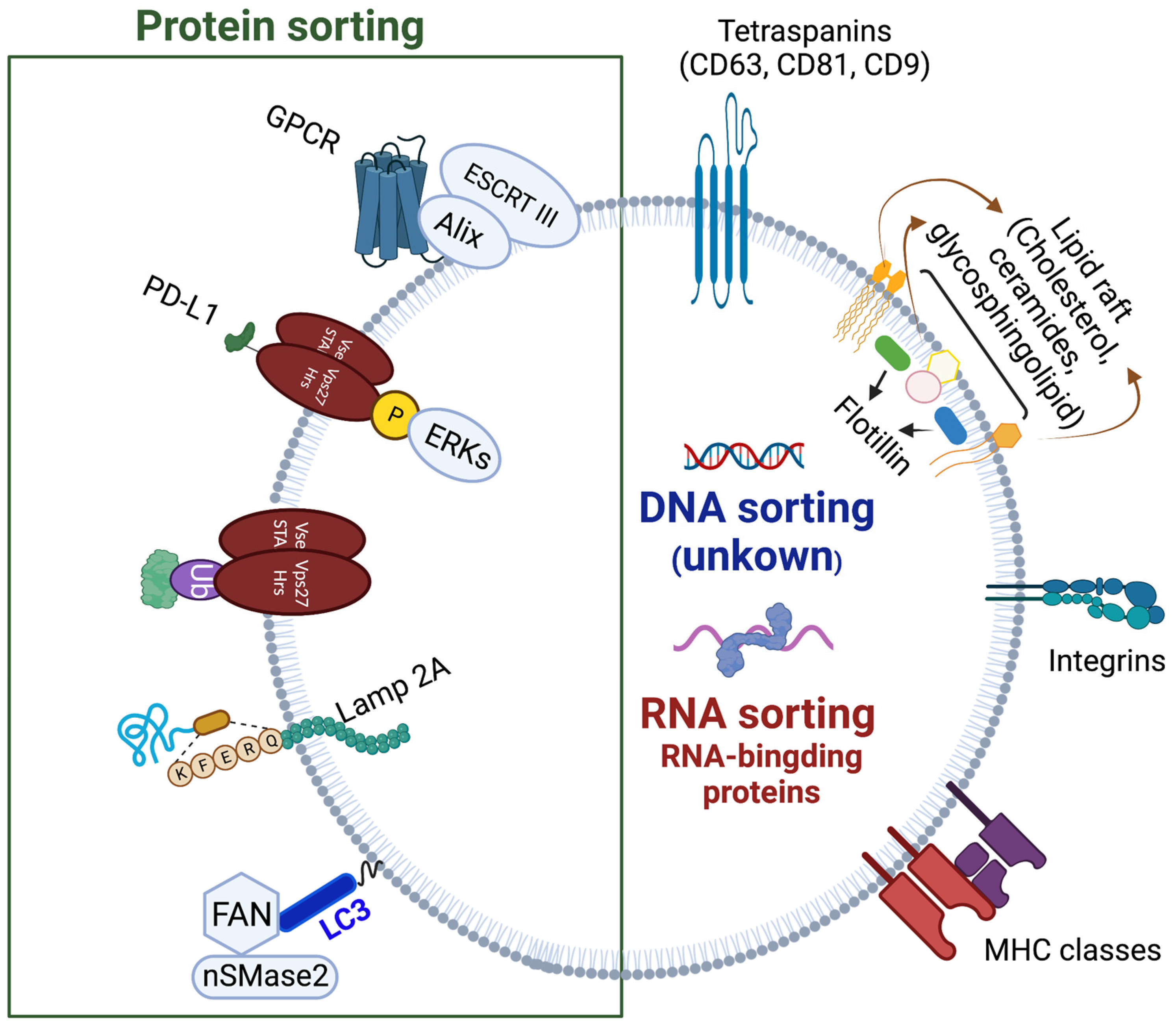Ijms 24 01337 g003 Ijms 24 01337 g003