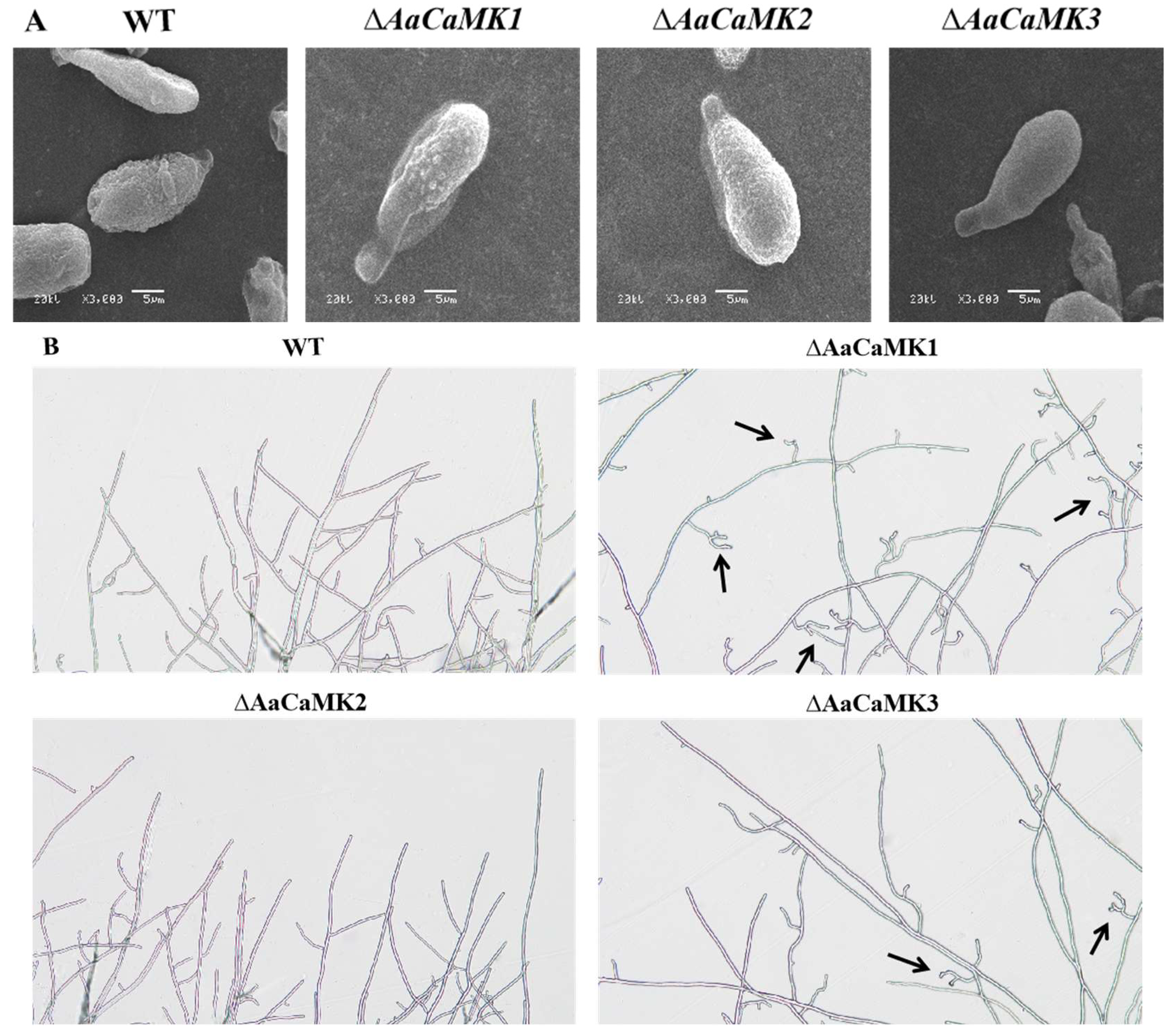 Ijms 24 01381 g003 Ijms 24 01381 g003