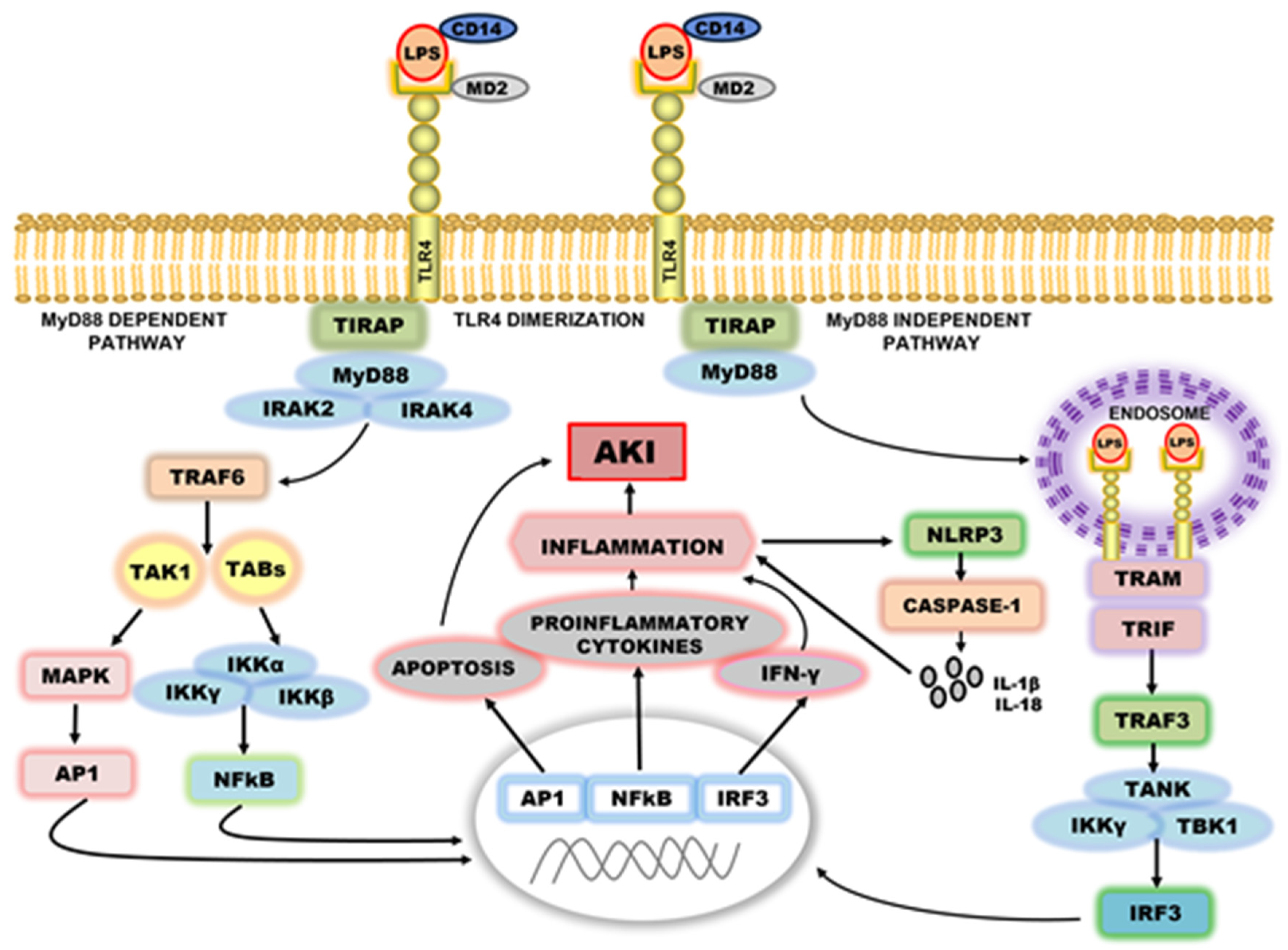 Ijms 24 01415 g001 Ijms 24 01415 g001