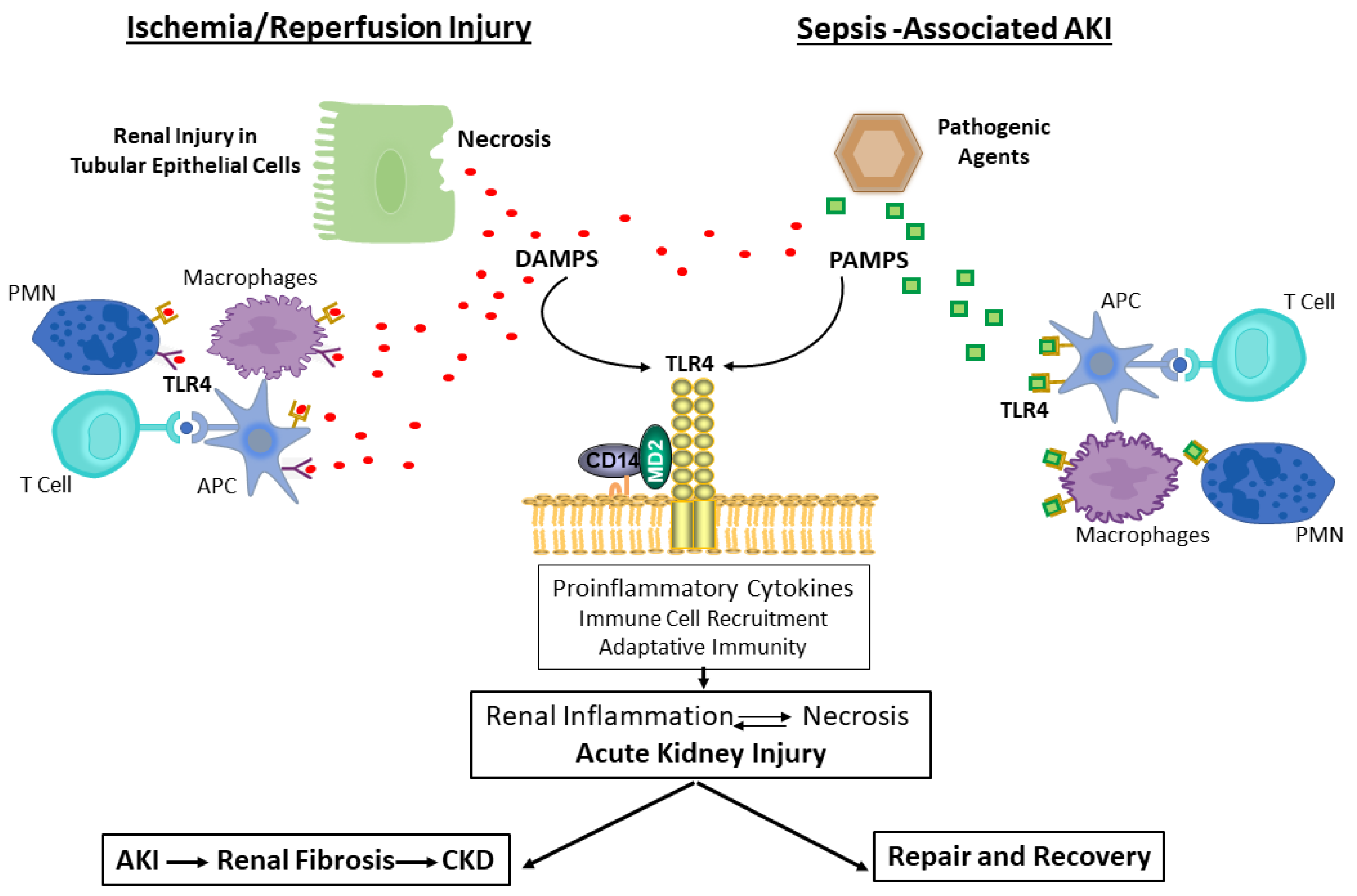 Ijms 24 01415 g004 Ijms 24 01415 g004