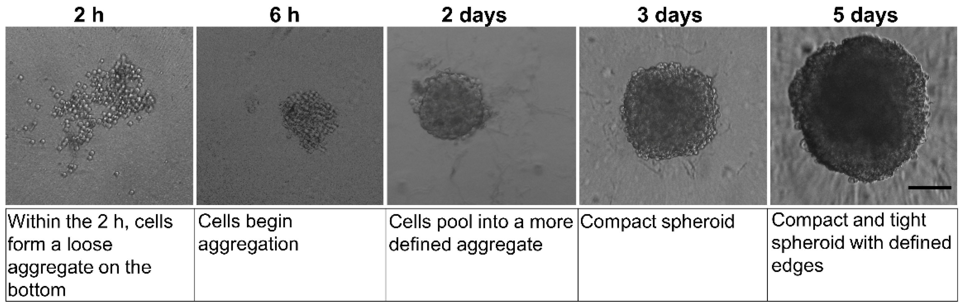 Ijms 24 01421 g001 Ijms 24 01421 g001