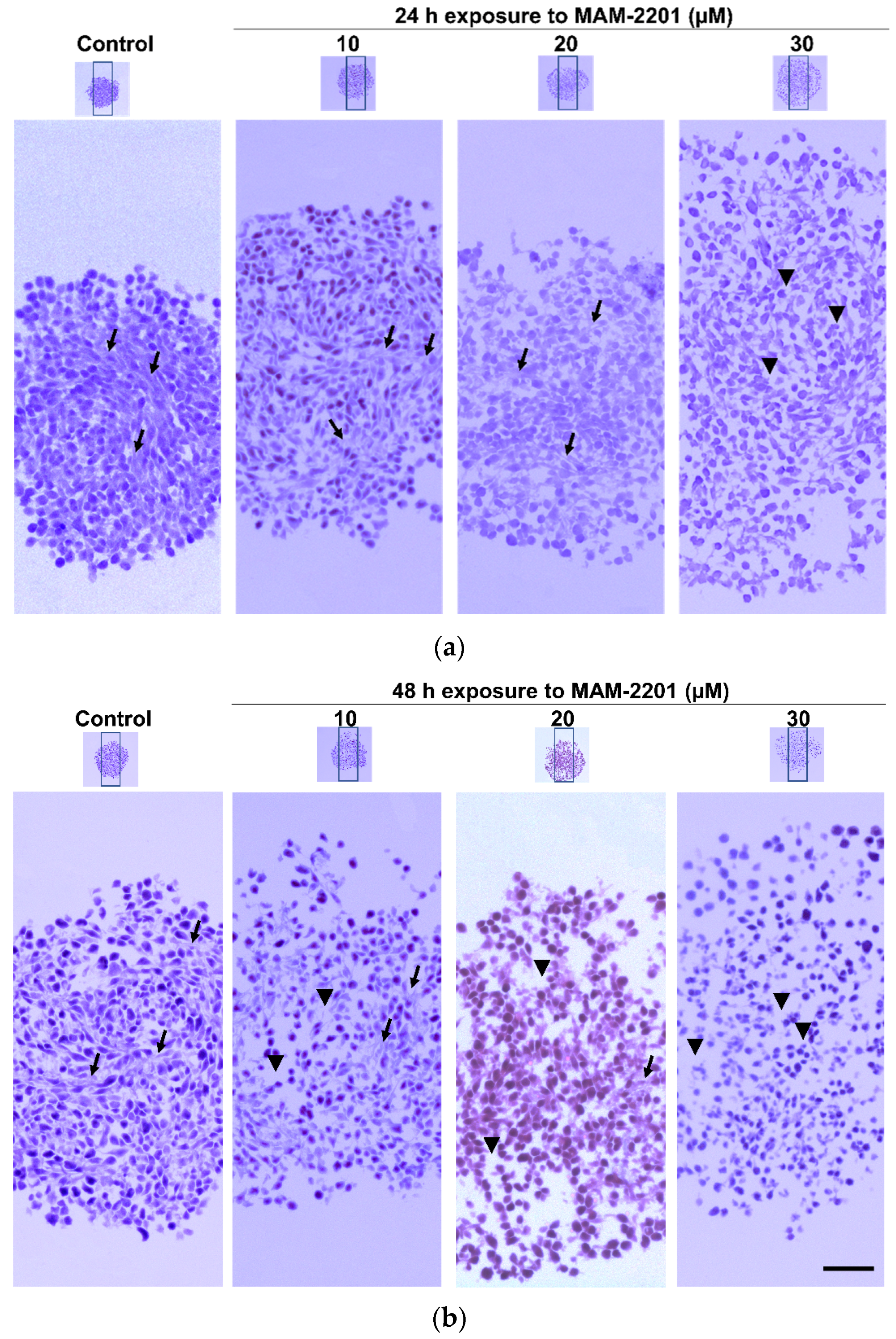 Ijms 24 01421 g004 Ijms 24 01421 g004