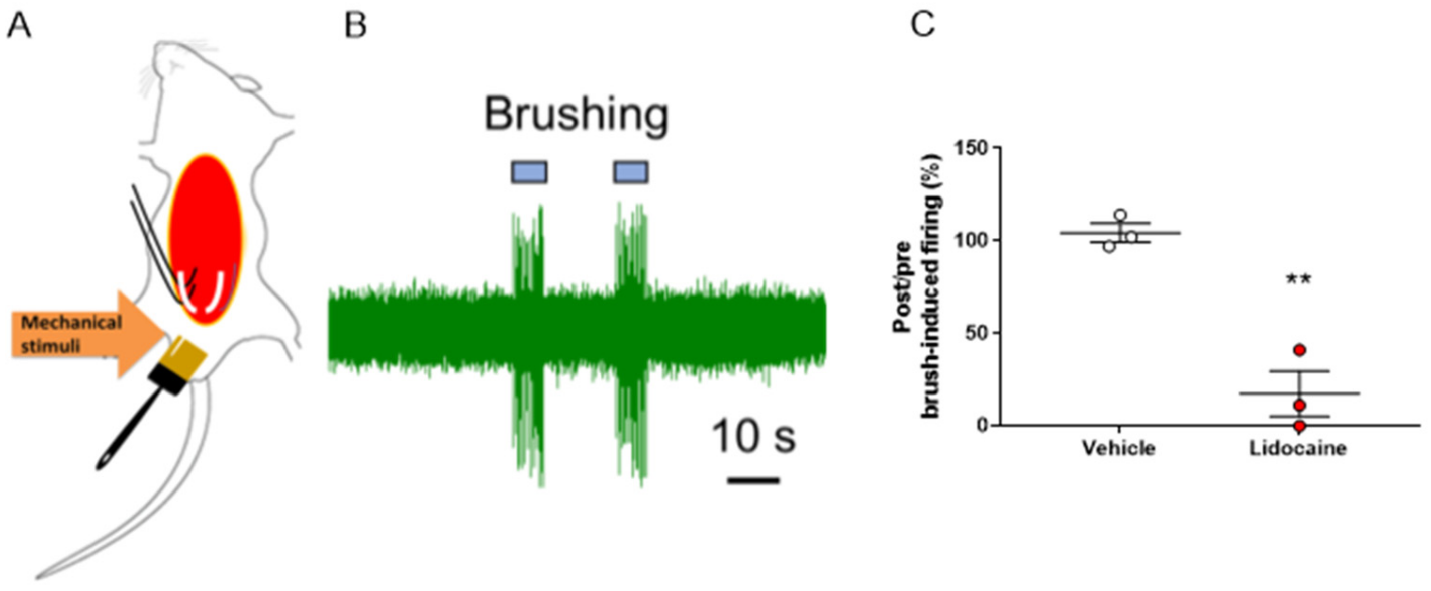 Ijms 24 01434 g006 Ijms 24 01434 g006