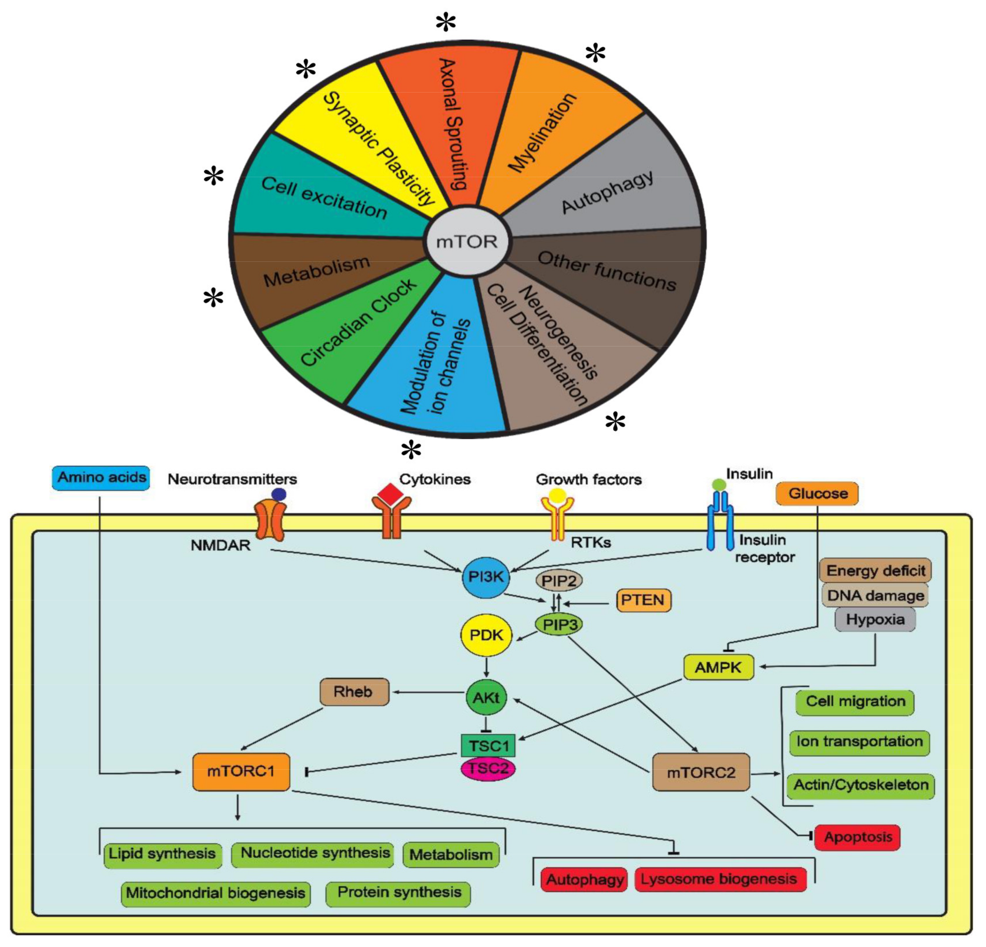 Ijms 24 01530 g001 Ijms 24 01530 g001