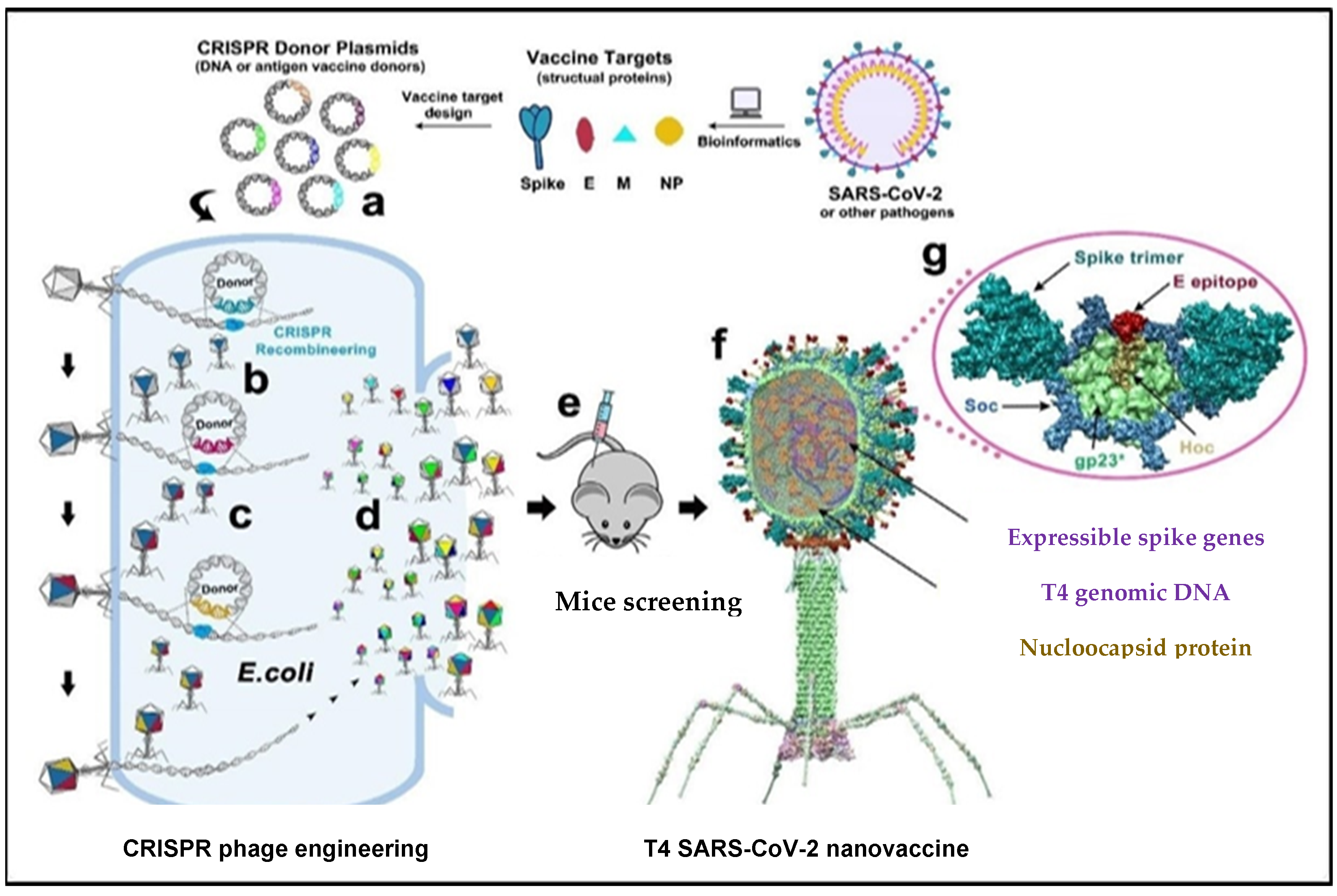 Ijms 24 01536 g004 Ijms 24 01536 g004