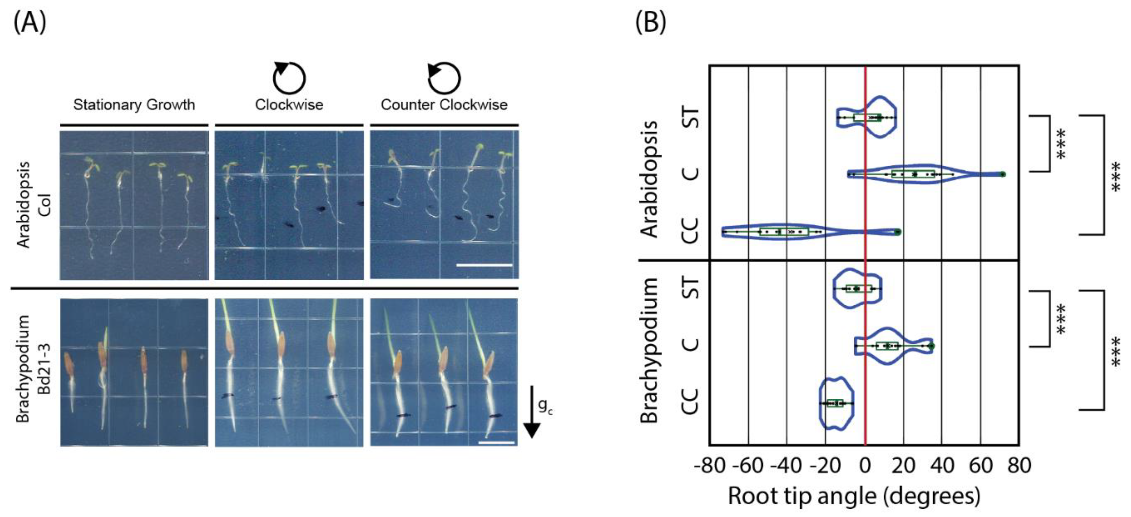 Ijms 24 01540 g001 Ijms 24 01540 g001