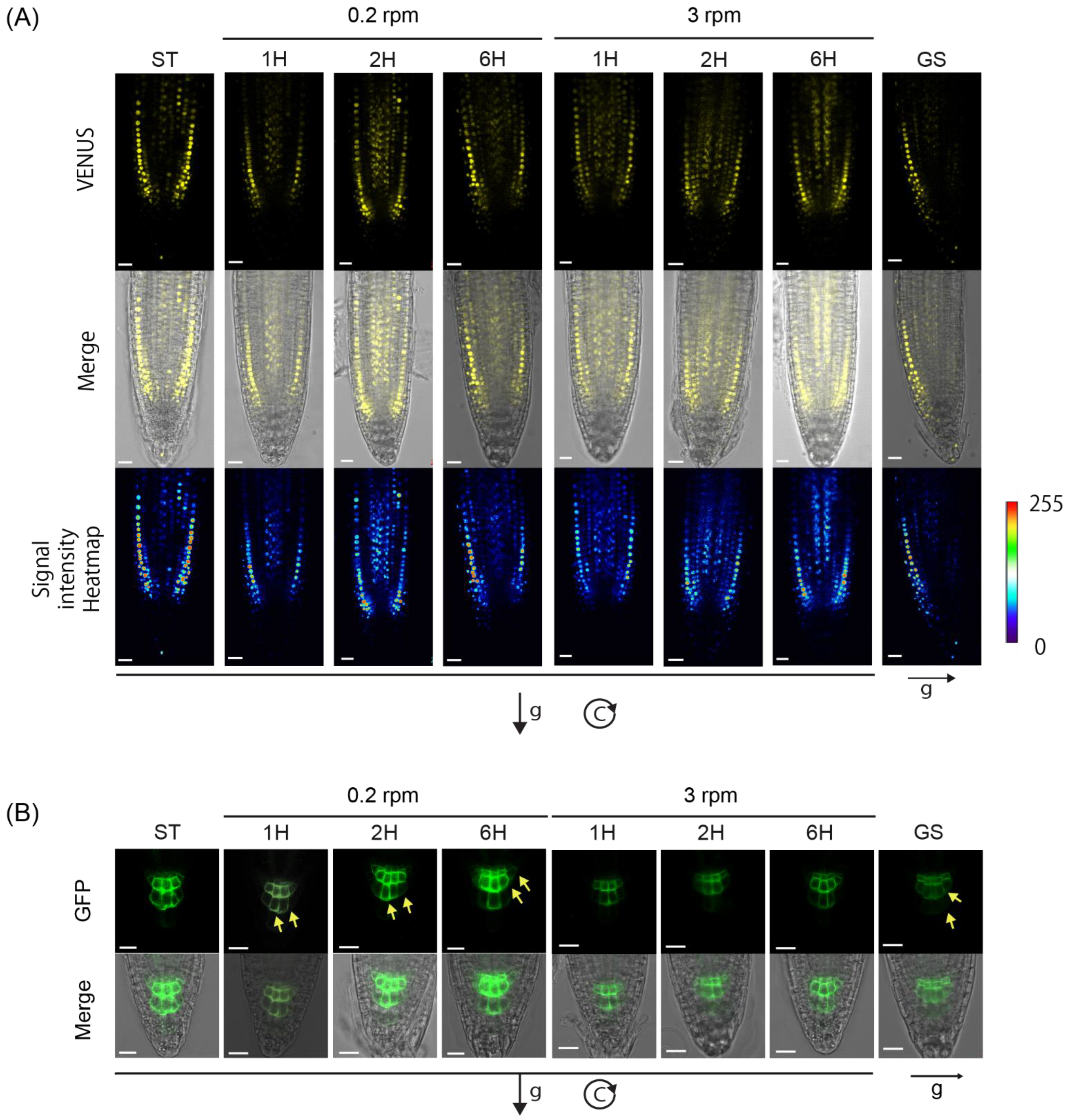 Ijms 24 01540 g005 Ijms 24 01540 g005