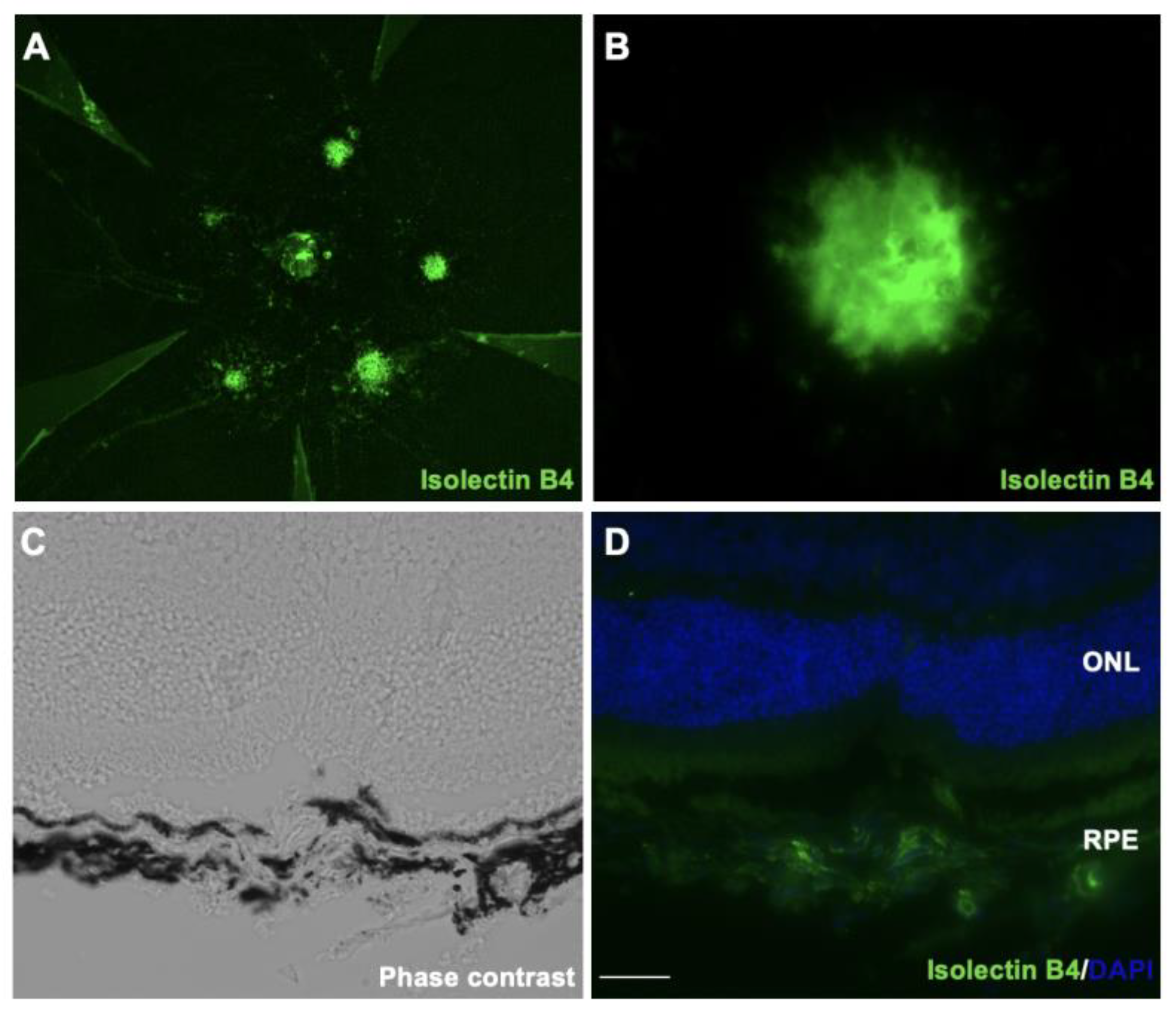 Ijms 24 01582 g001a Ijms 24 01582 g001a