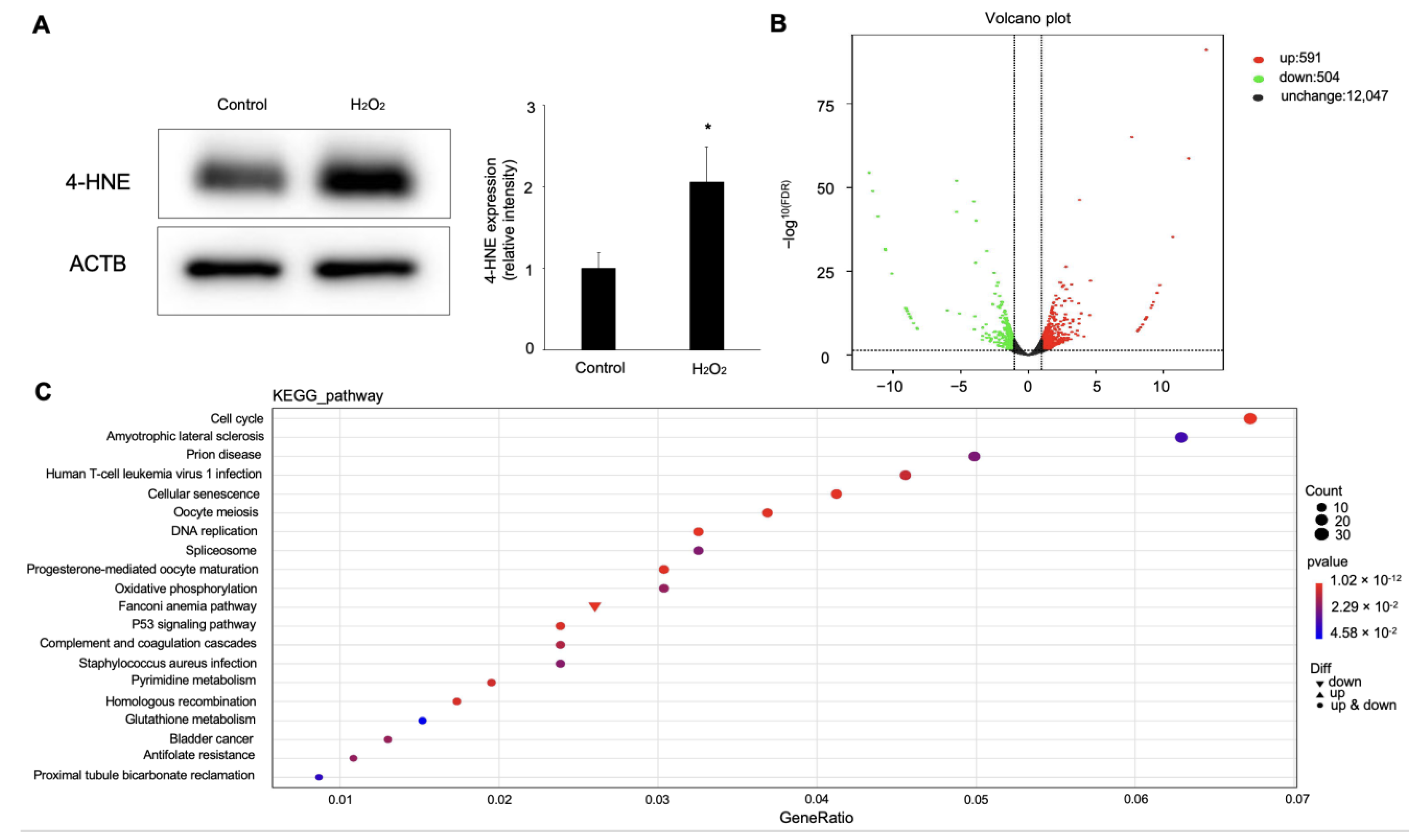 Ijms 24 01582 g004 Ijms 24 01582 g004