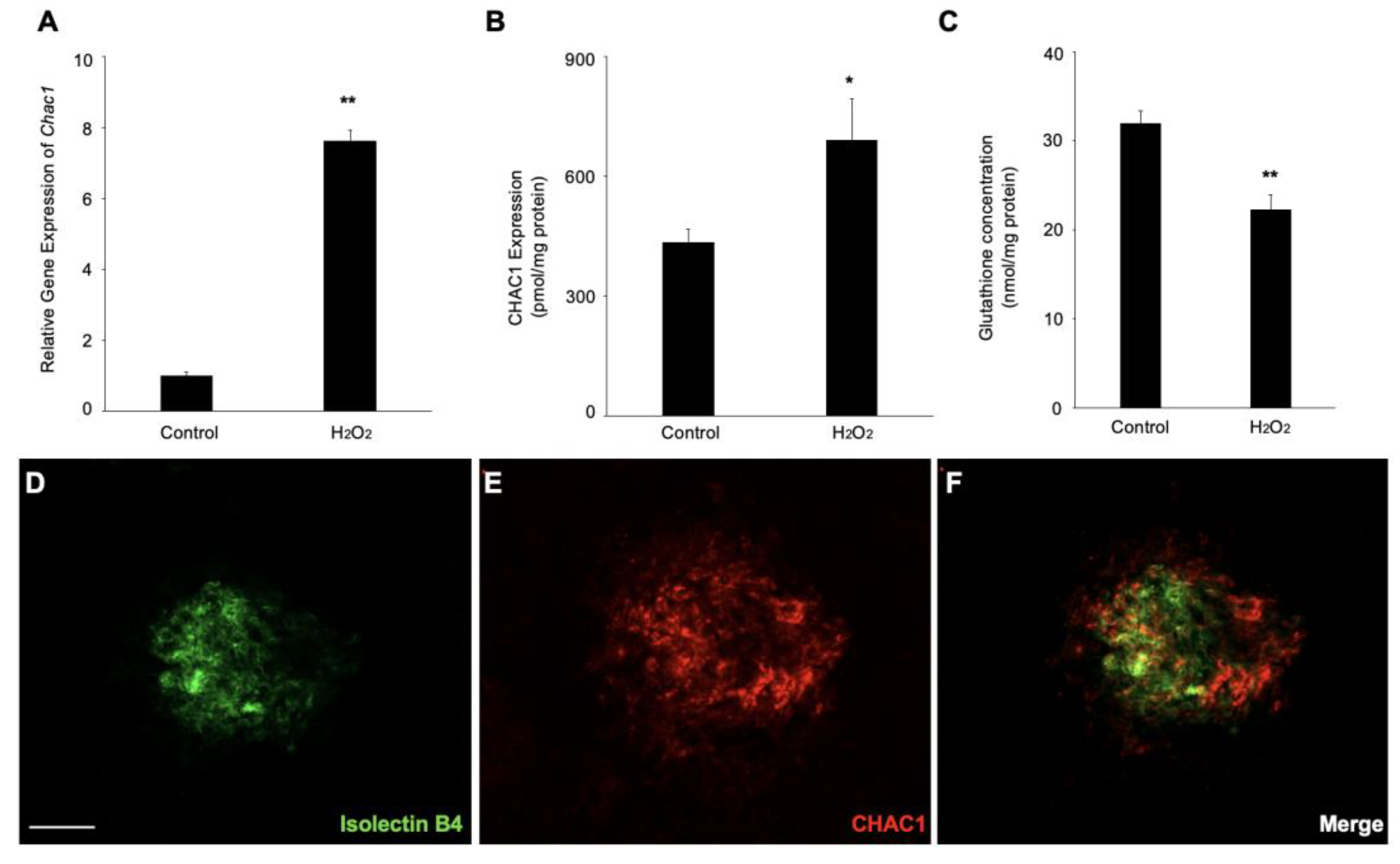 Ijms 24 01582 g005 Ijms 24 01582 g005
