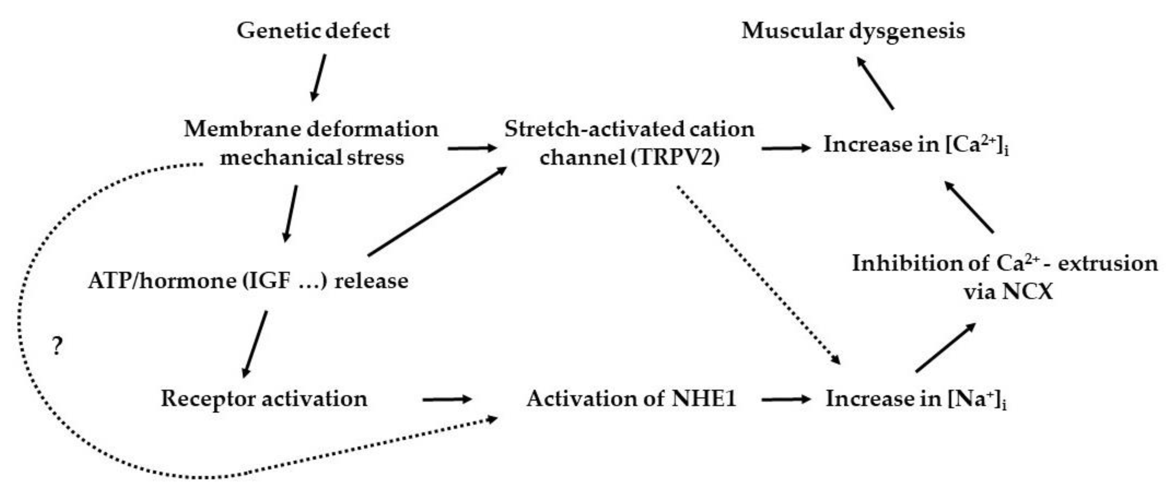 Ijms 24 01587 g002 Ijms 24 01587 g002
