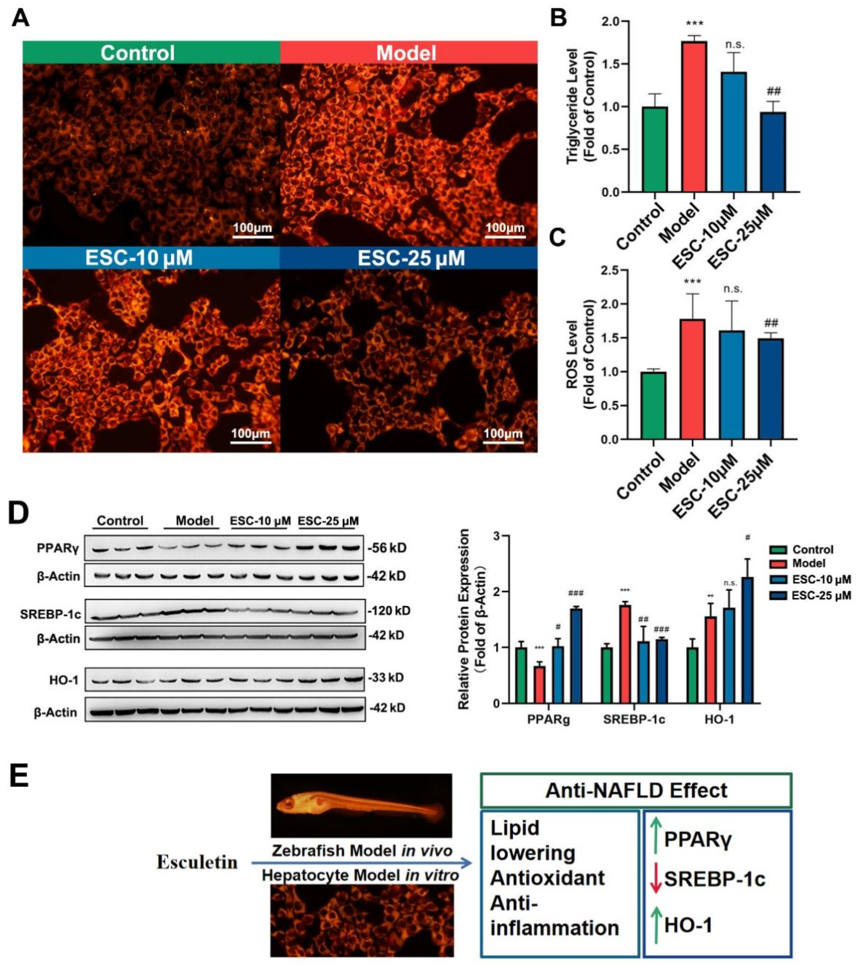 Ijms 24 01593 g004 Ijms 24 01593 g004