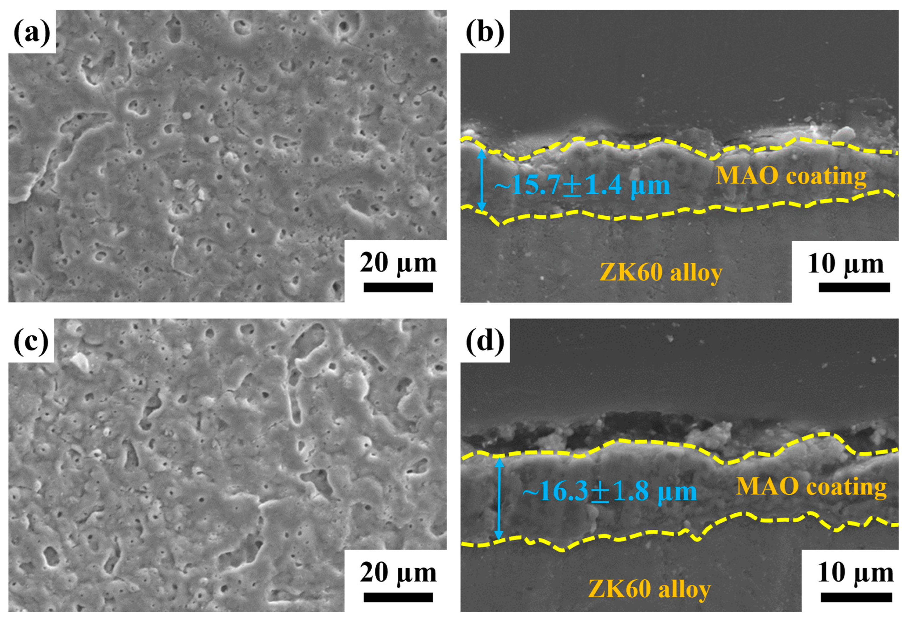 Ijms 24 01602 g001 Ijms 24 01602 g001