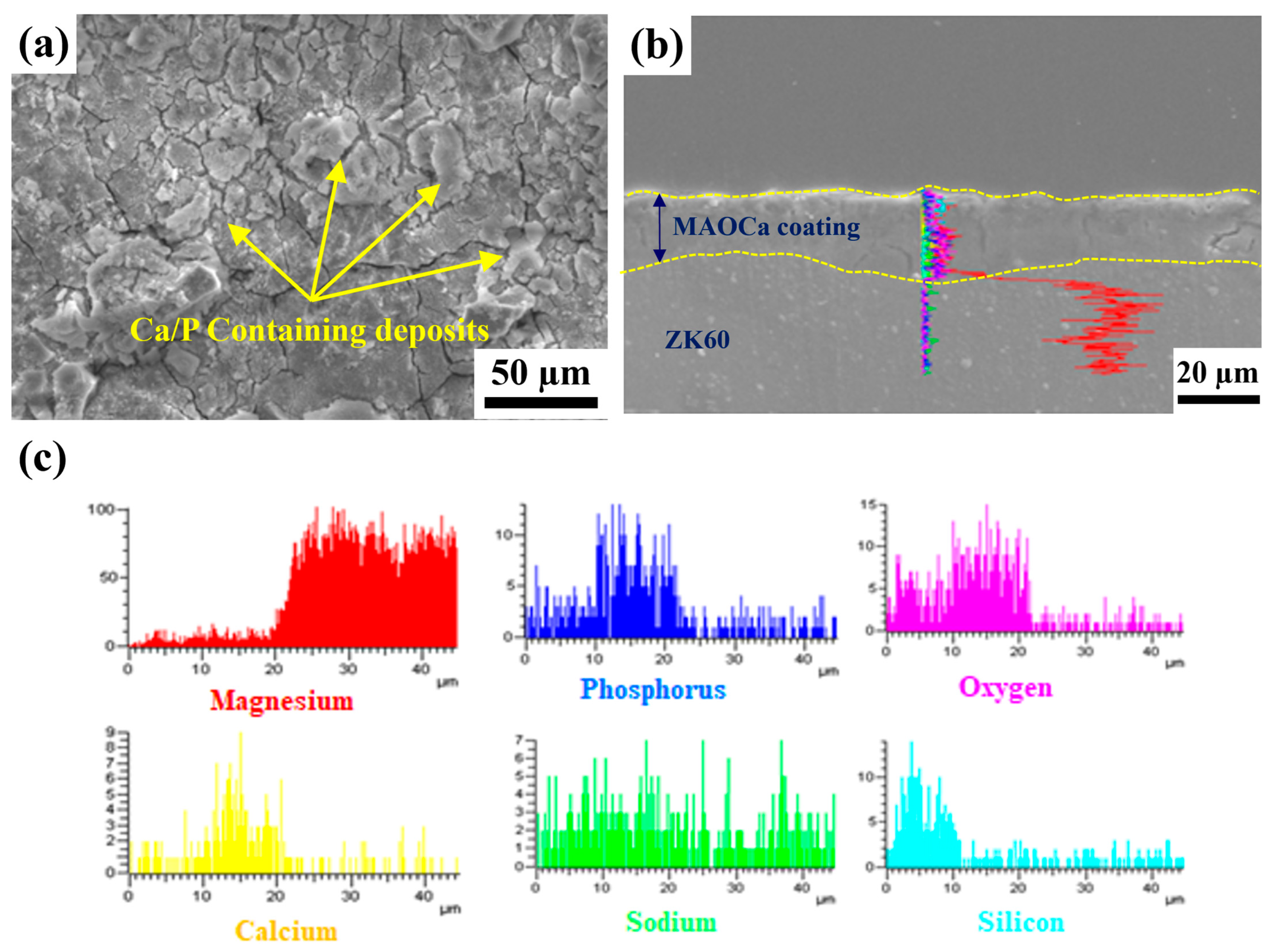 Ijms 24 01602 g007 Ijms 24 01602 g007