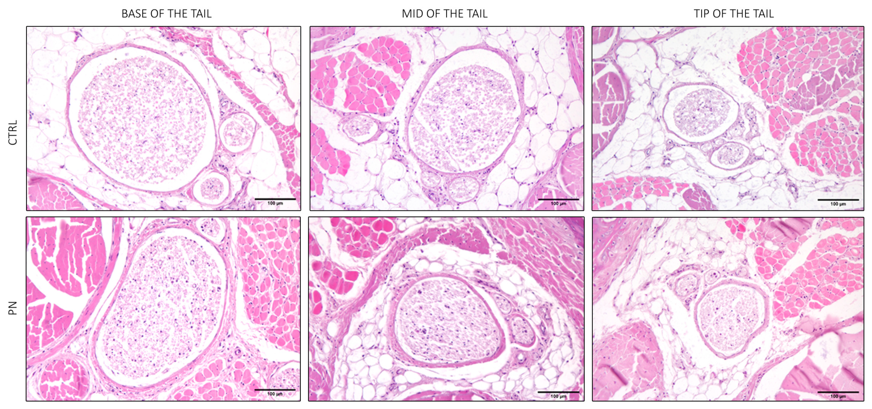 Ijms 24 01687 g004 Ijms 24 01687 g004