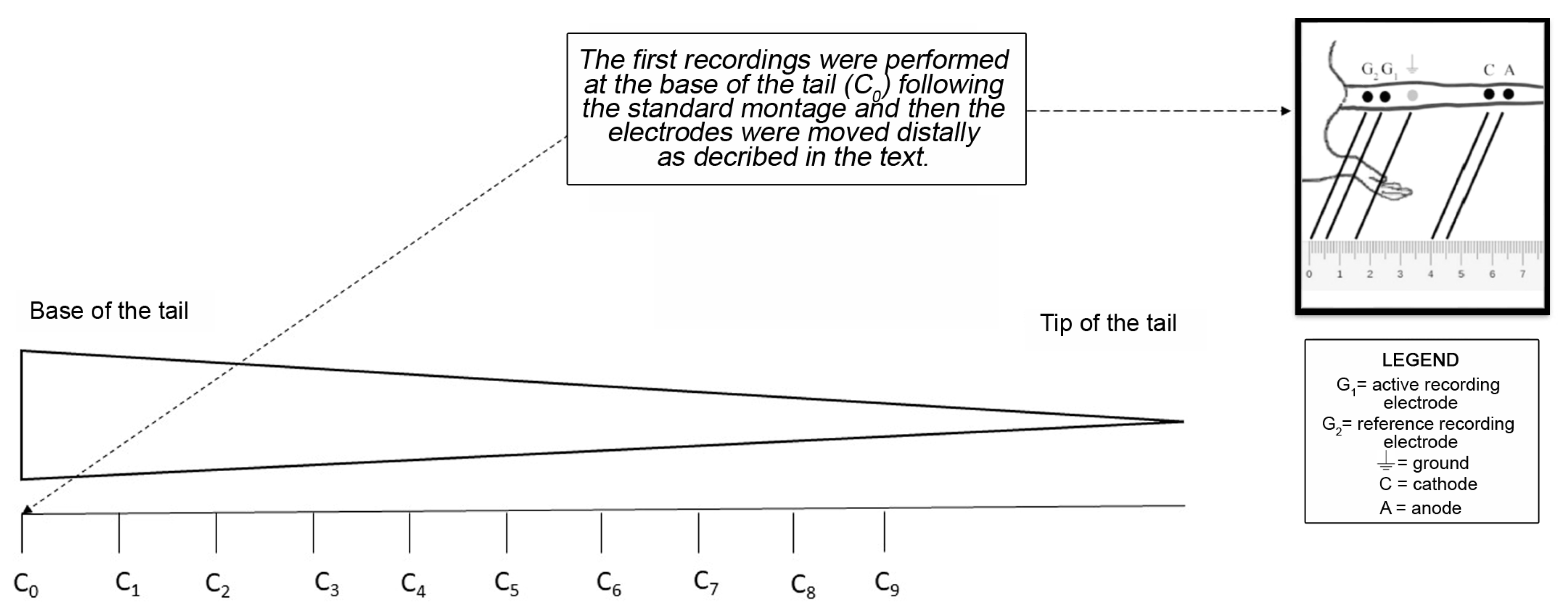 Ijms 24 01687 g007 Ijms 24 01687 g007