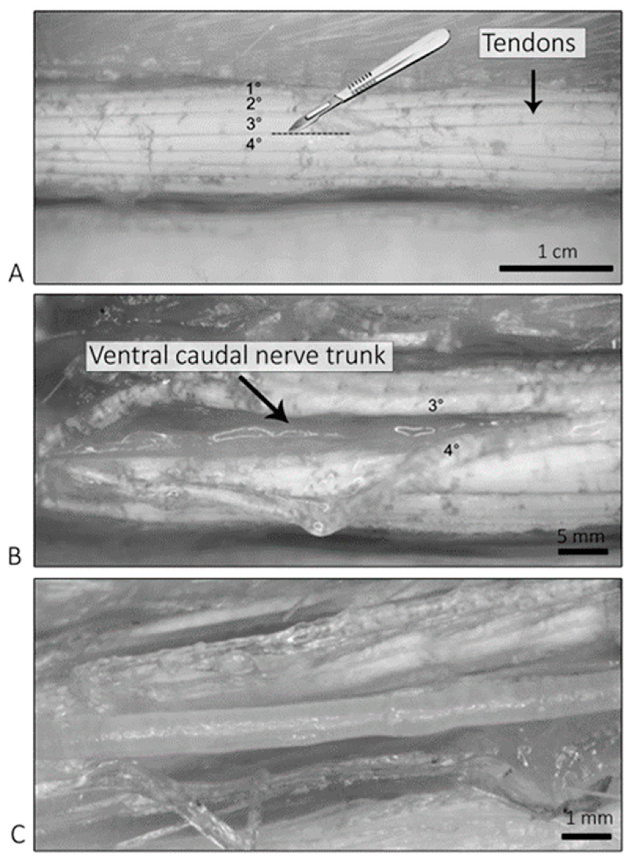 Ijms 24 01687 g008 Ijms 24 01687 g008
