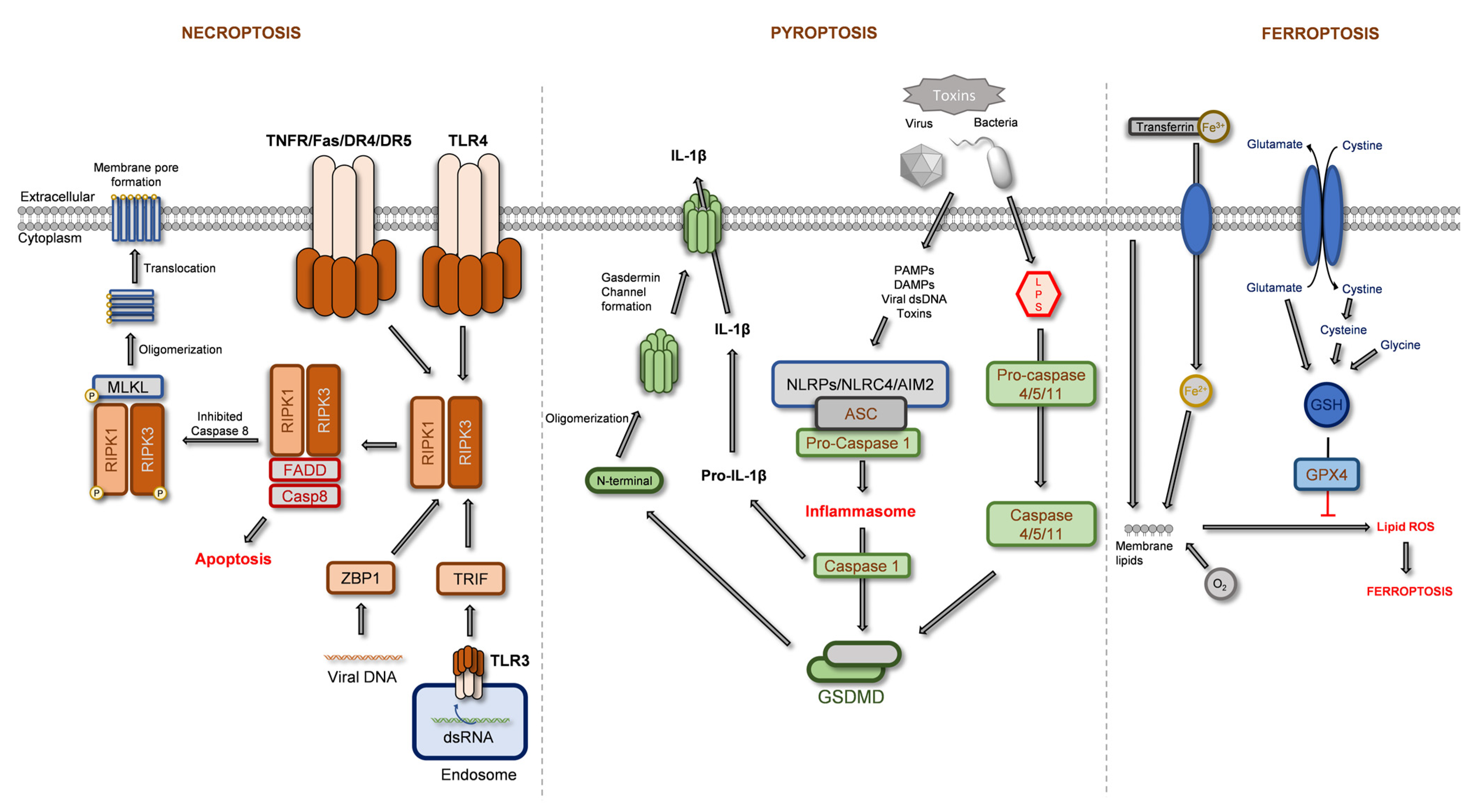 Ijms 24 01691 g001 Ijms 24 01691 g001