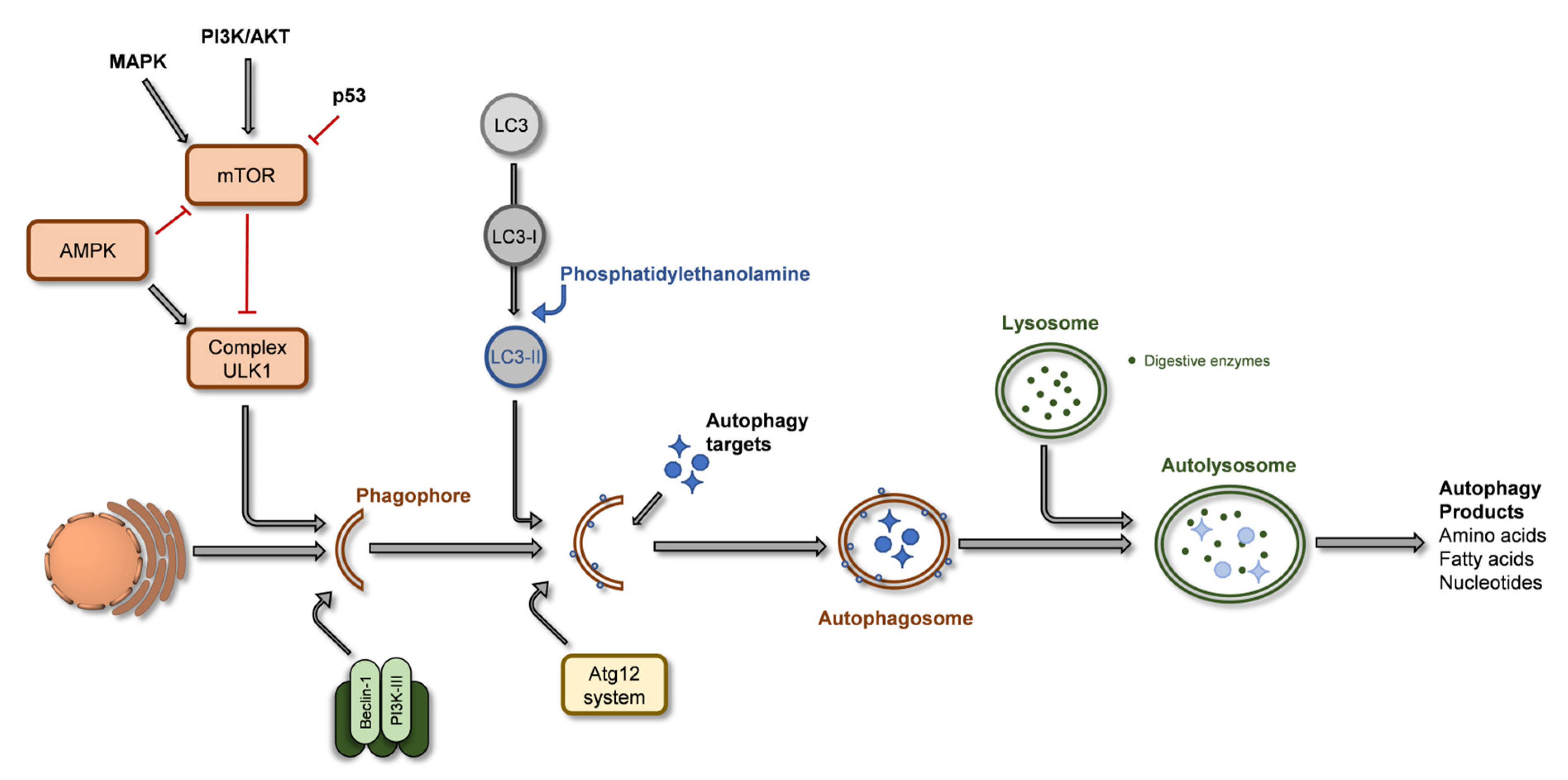 Ijms 24 01691 g003 Ijms 24 01691 g003
