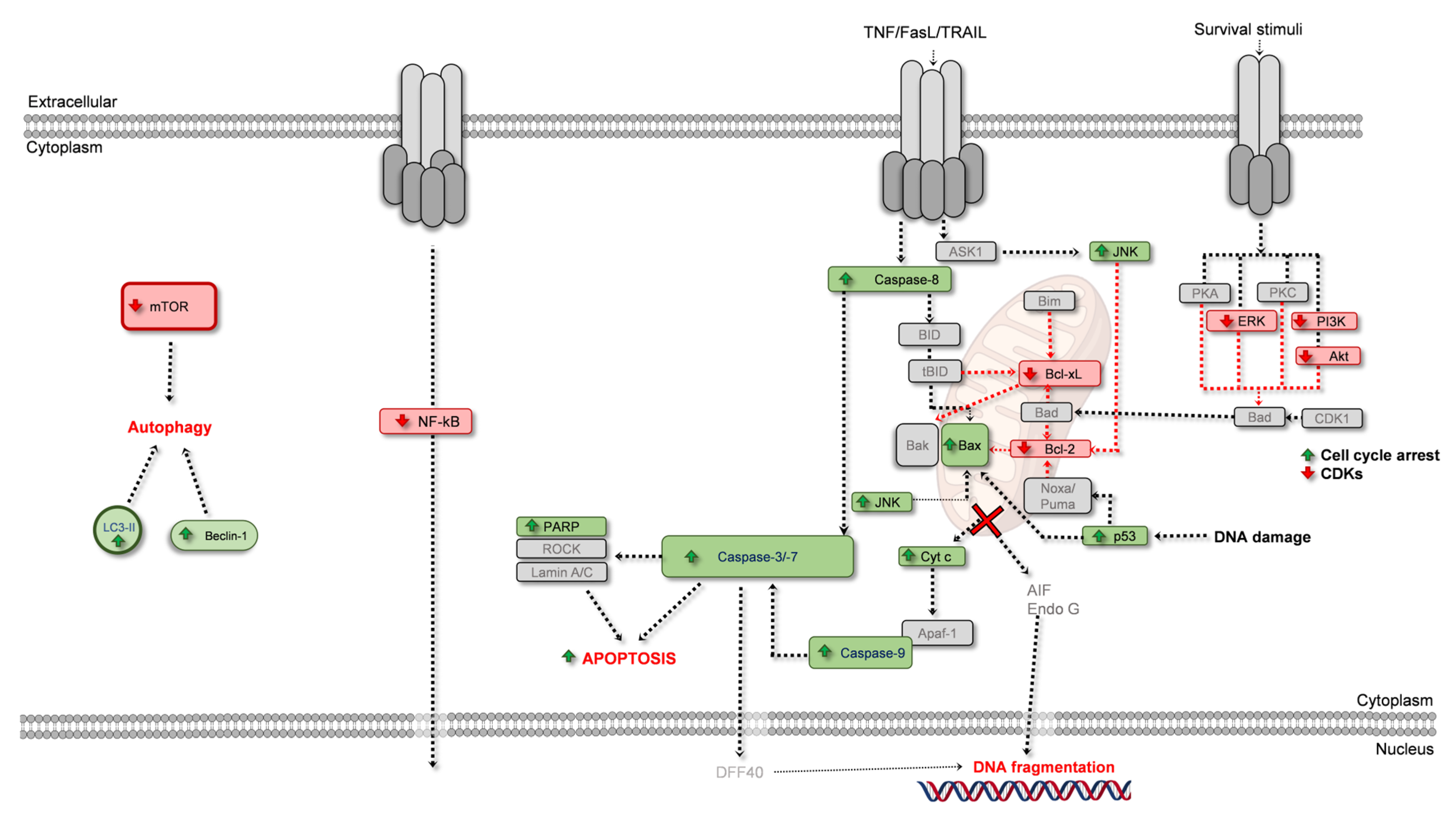 Ijms 24 01691 g006 Ijms 24 01691 g006