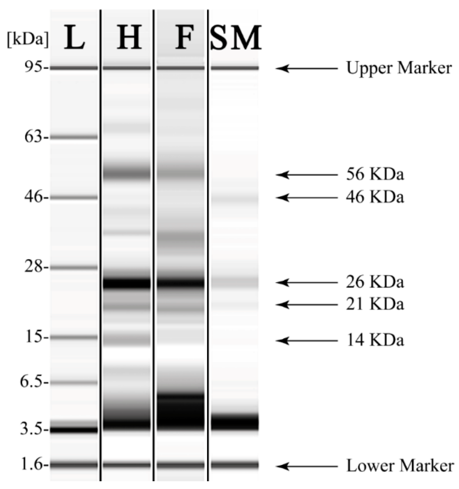 Ijms 24 01715 g011 Ijms 24 01715 g011