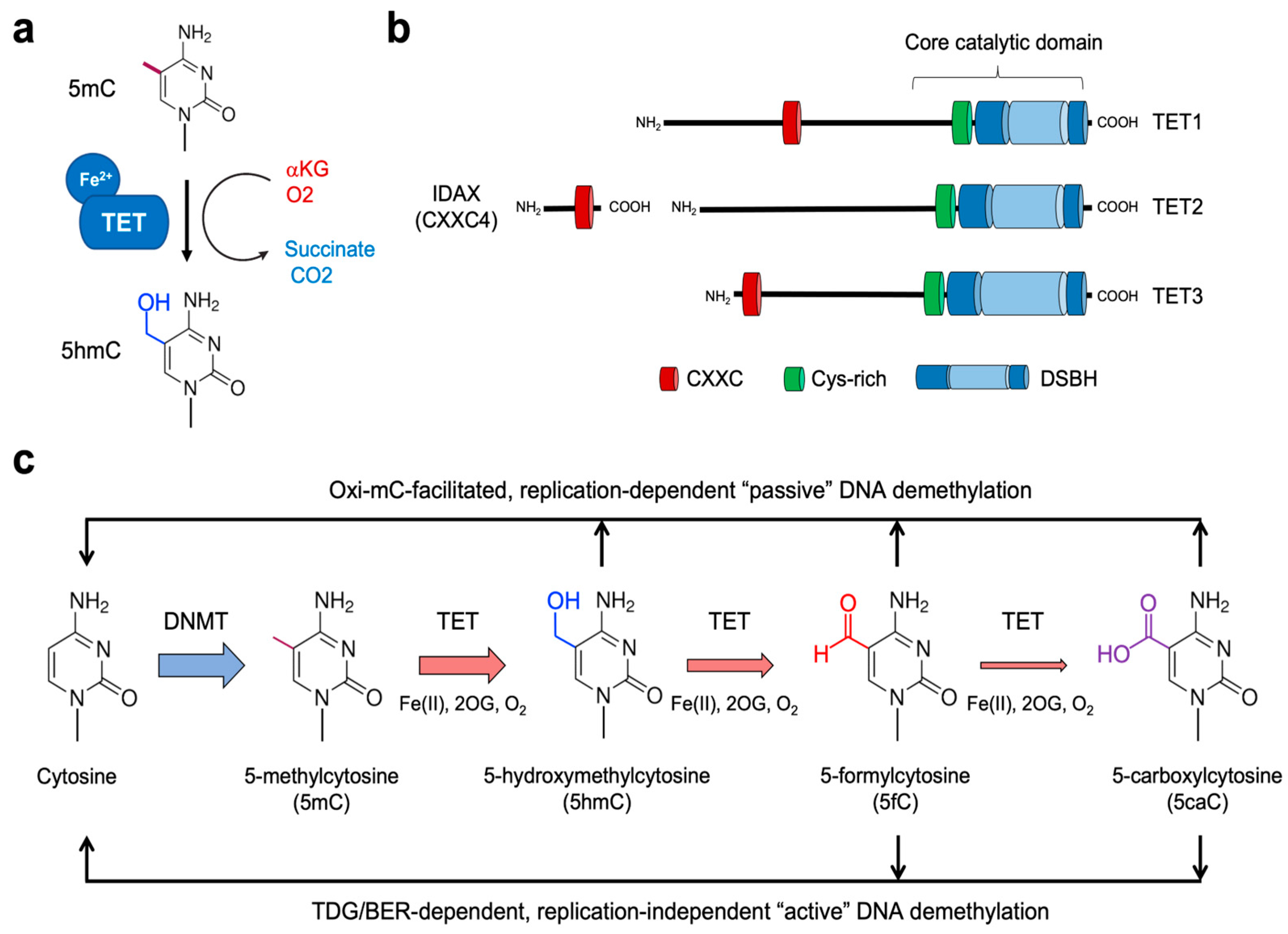Ijms 24 01727 g001 Ijms 24 01727 g001