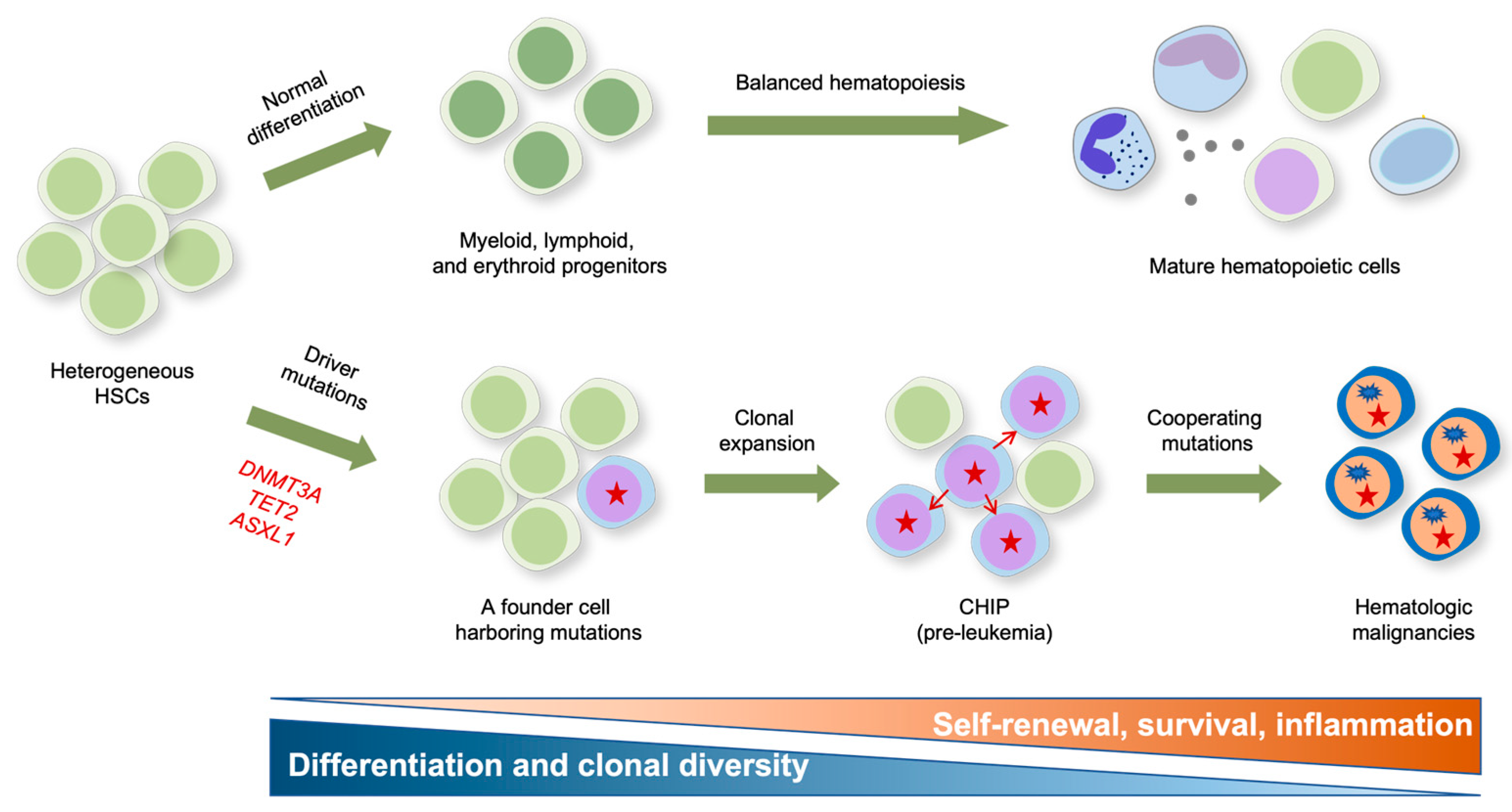 Ijms 24 01727 g002 Ijms 24 01727 g002