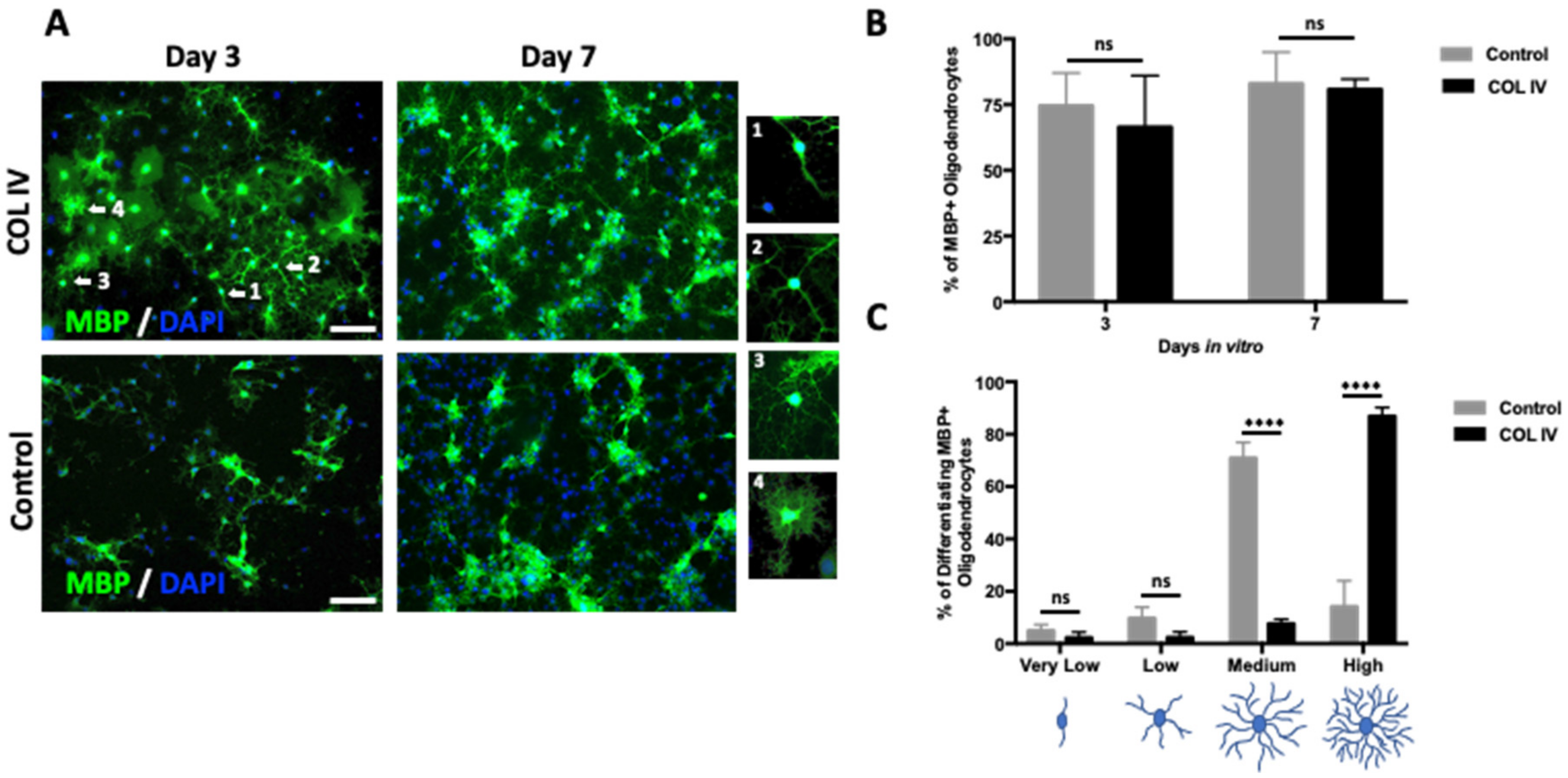 Ijms 24 01742 g003 Ijms 24 01742 g003