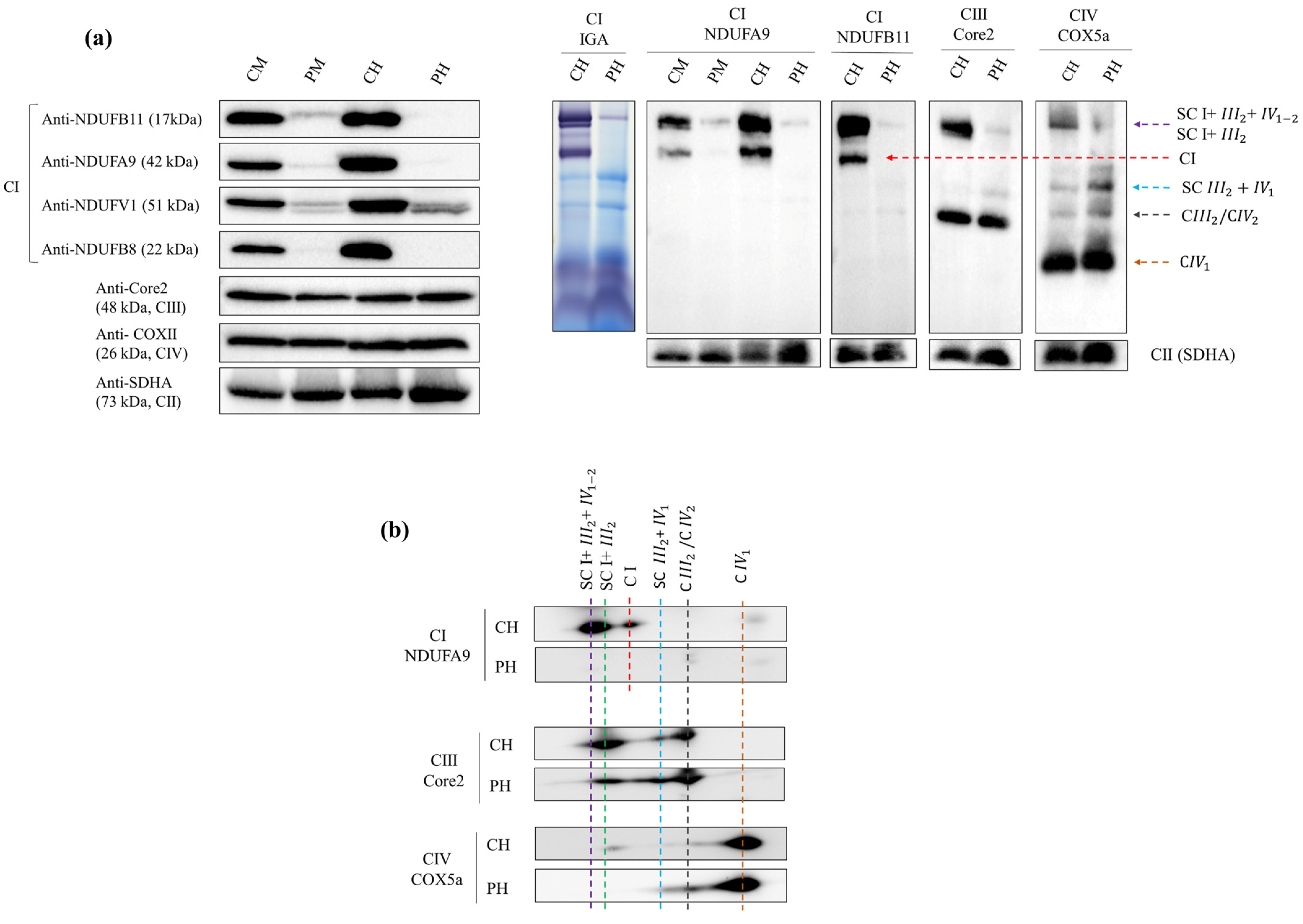 Ijms 24 01743 g003