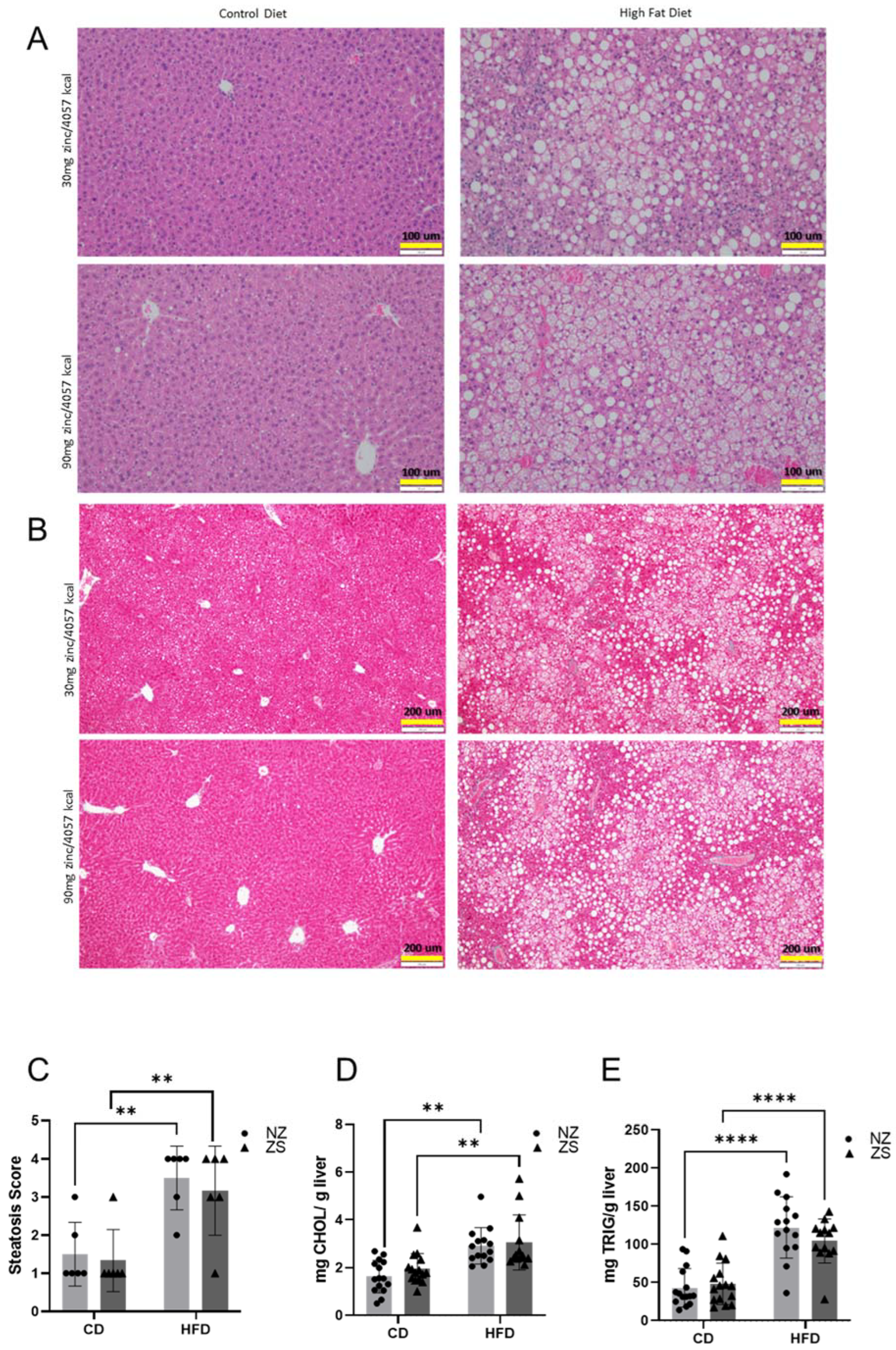 Ijms 24 01763 g006 Ijms 24 01763 g006