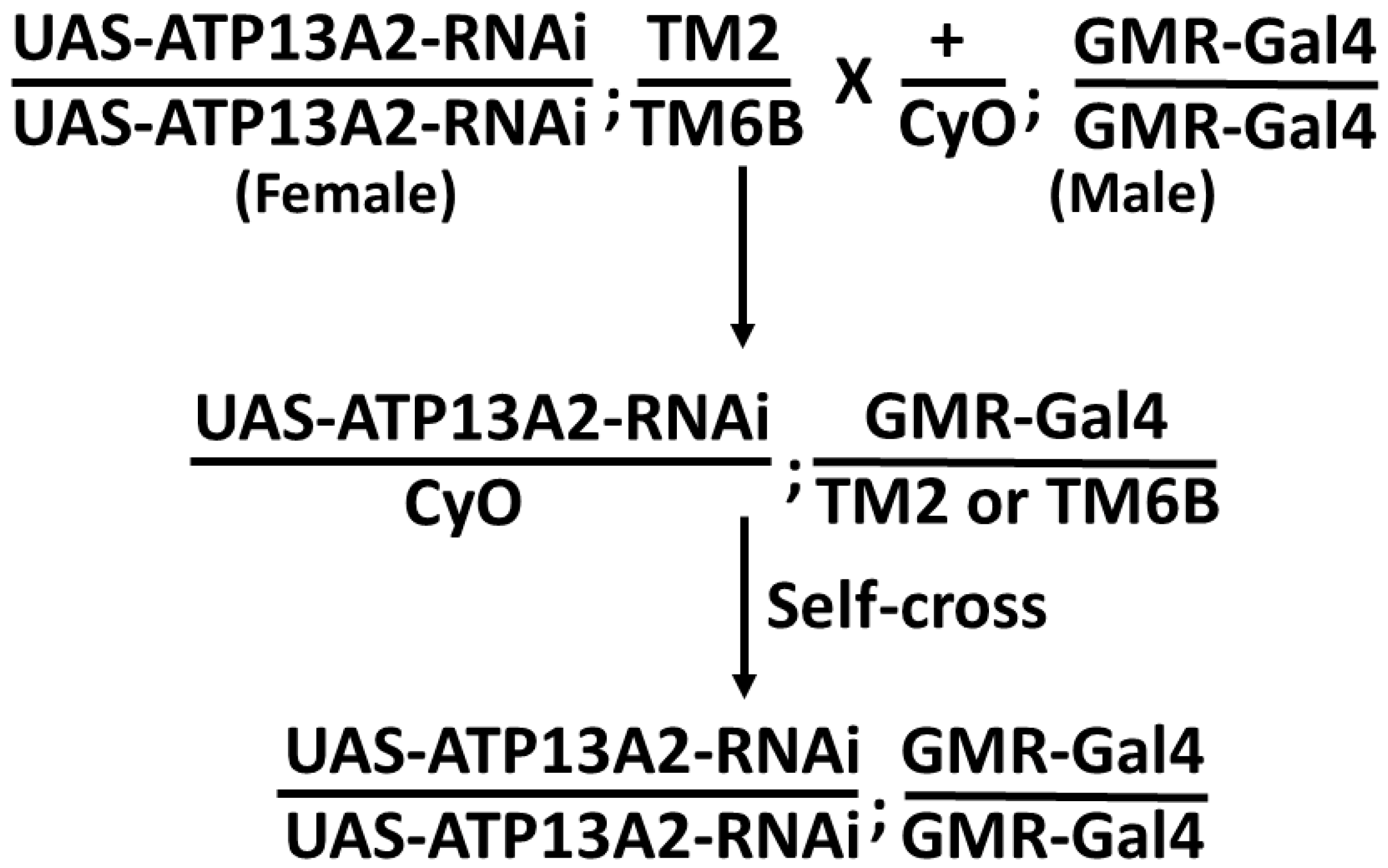 Ijms 24 01775 g001 Ijms 24 01775 g001