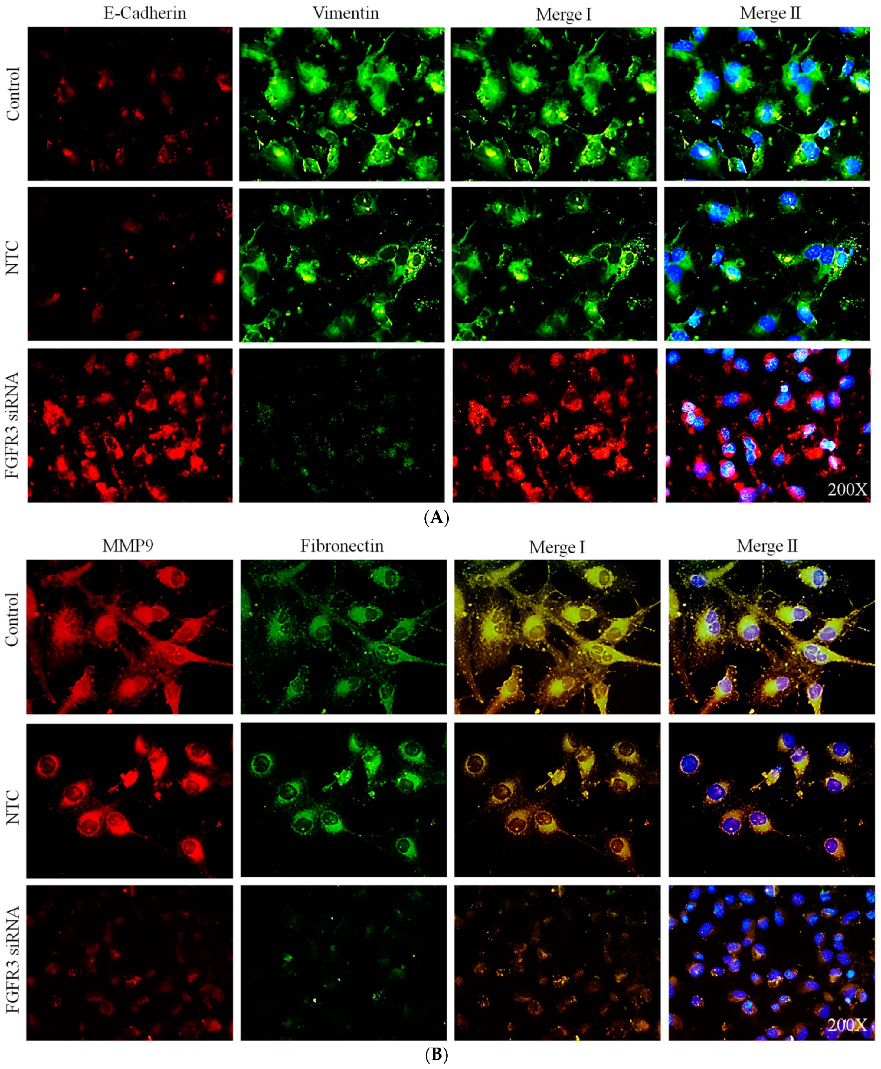 Ijms 24 01776 g005a Ijms 24 01776 g005a